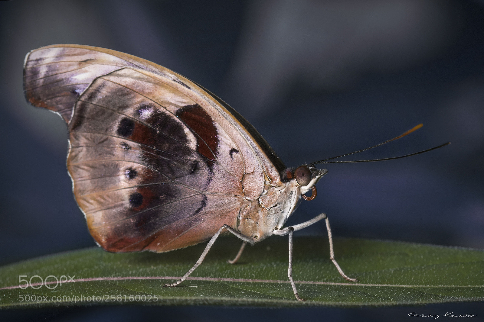 Canon EOS 7D Mark II sample photo. ... photography