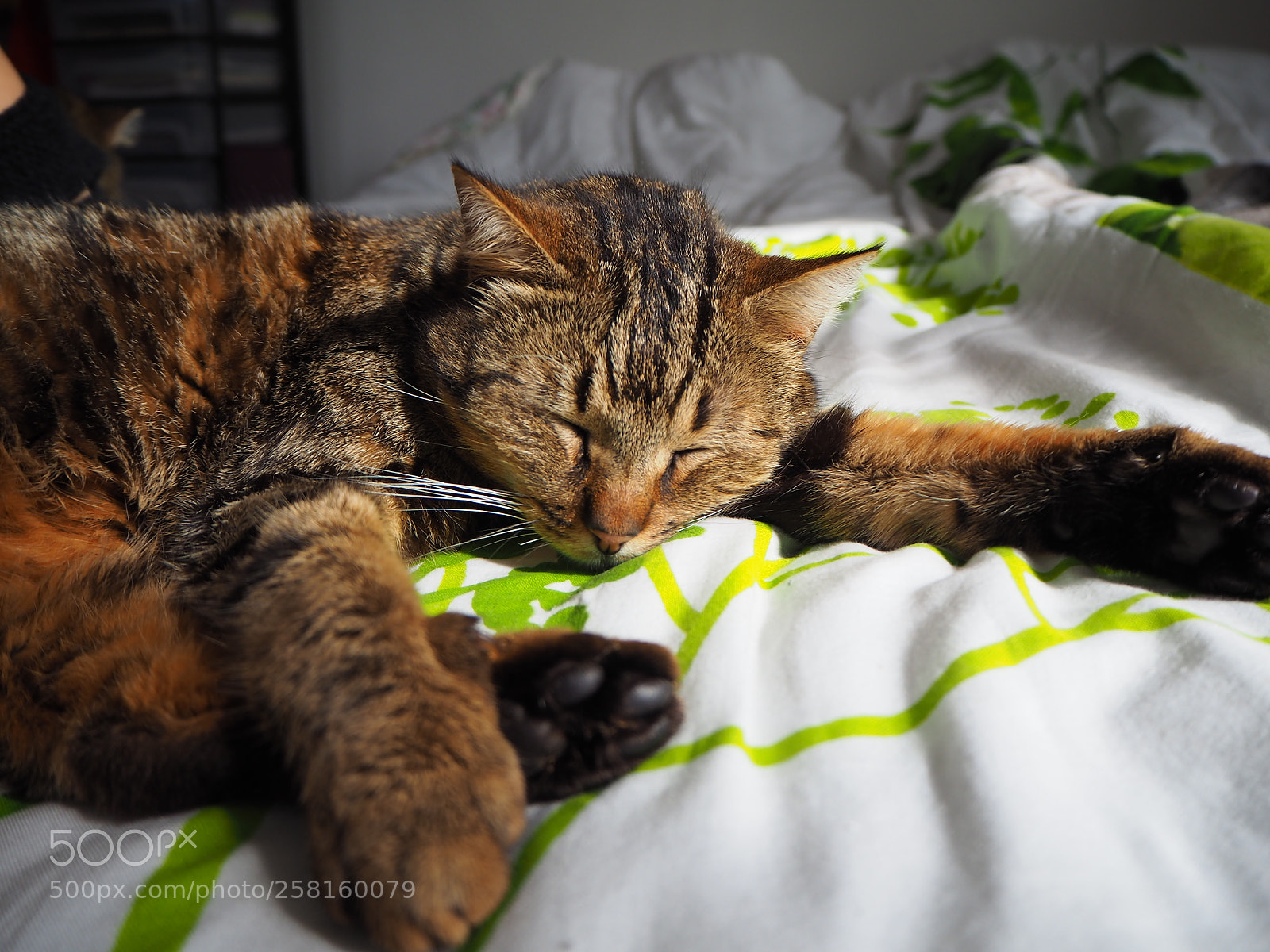 Olympus OM-D E-M10 II sample photo. It's tough being a photography