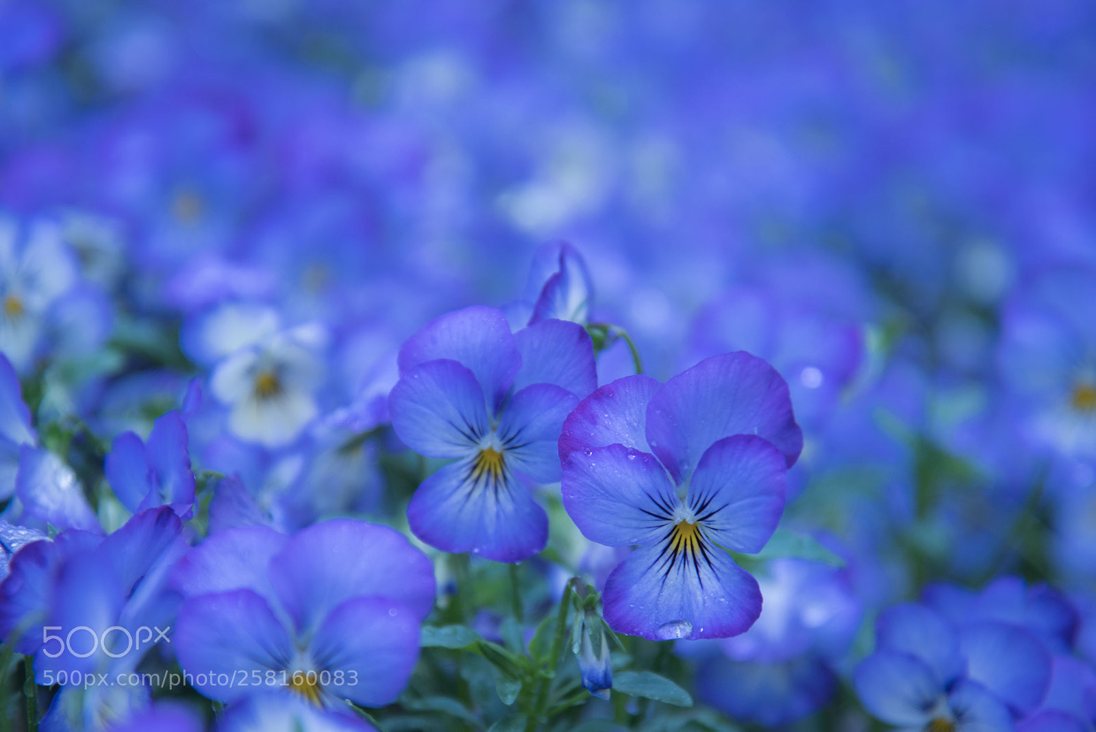Nikon D750 sample photo. Only blue is lovely photography