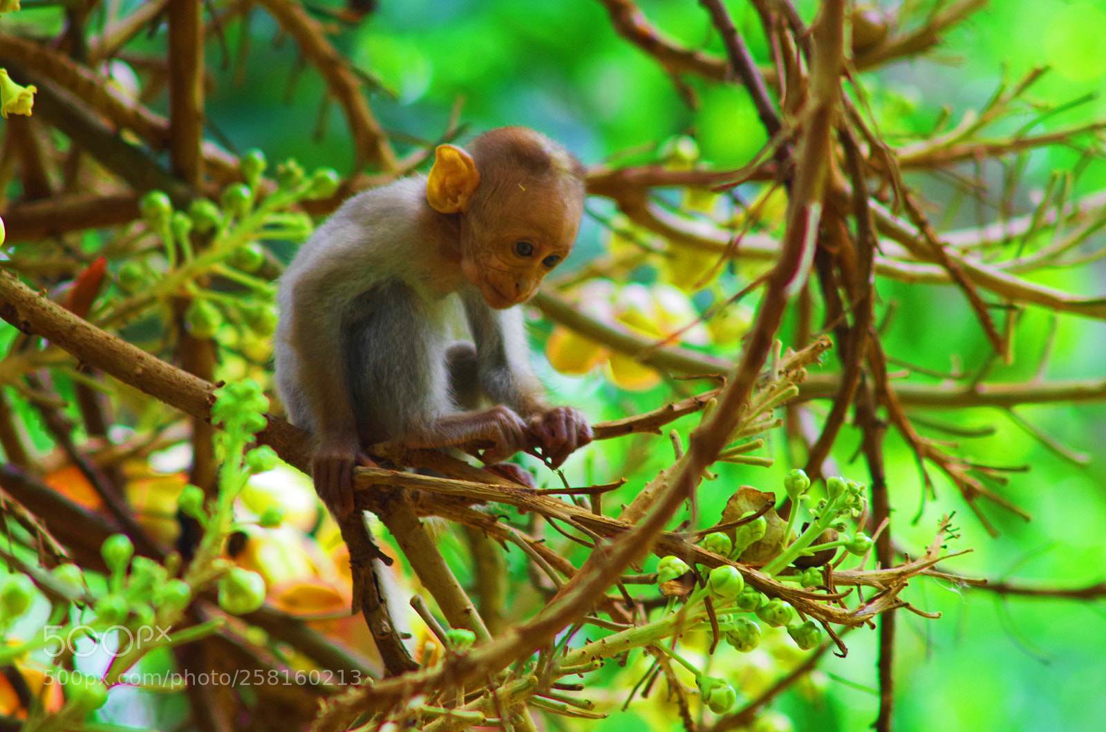 Pentax K-500 sample photo. Baby monkey photography