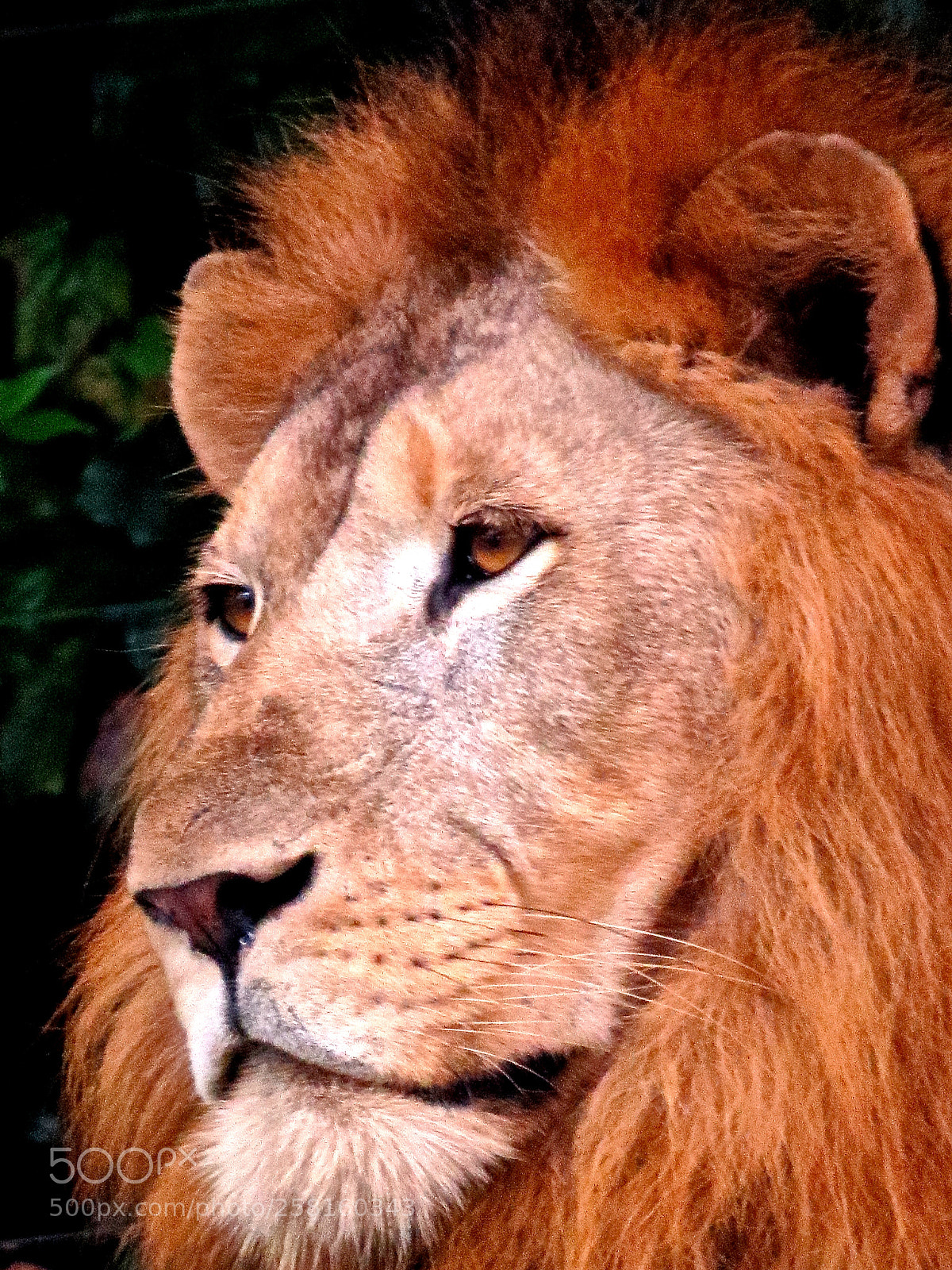 Canon PowerShot SX50 HS sample photo. Lion face closeup photography