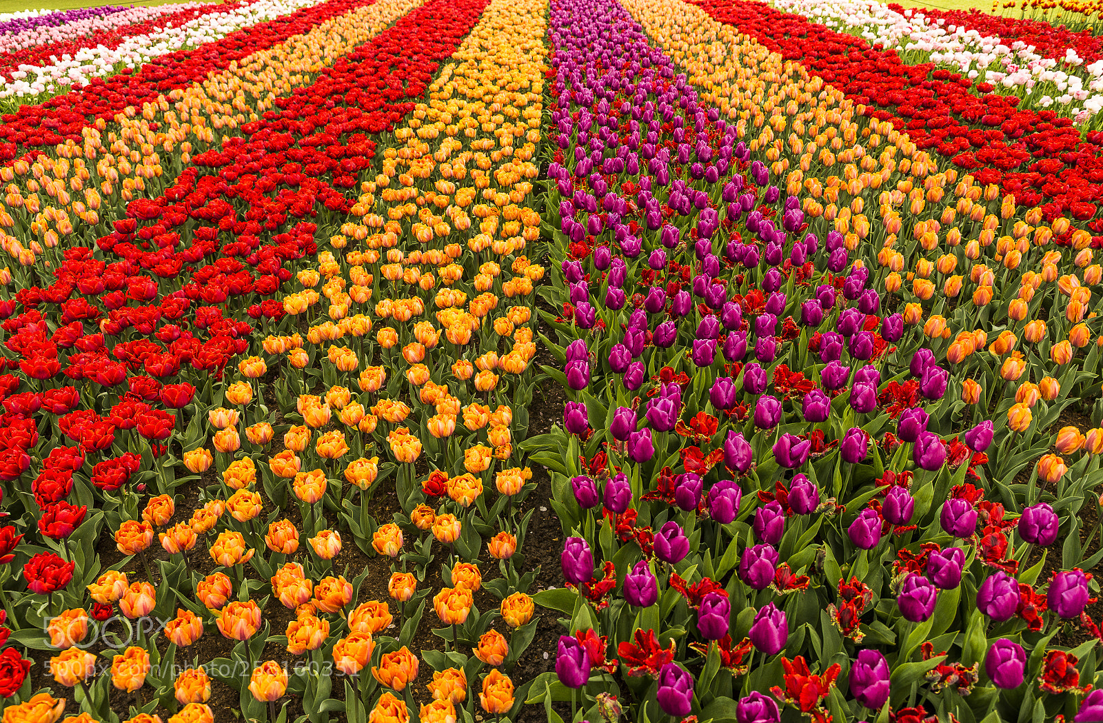 Nikon D610 sample photo. Tulip fields photography