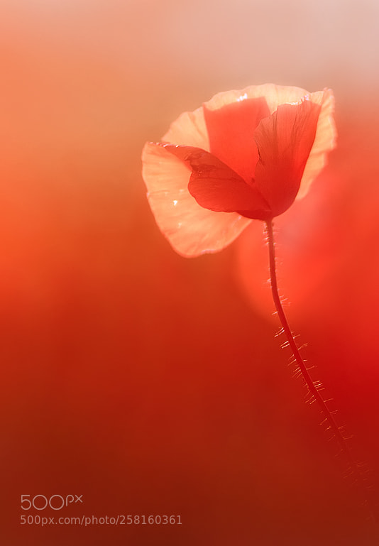 Nikon D7200 sample photo. Rot- red- rouge photography