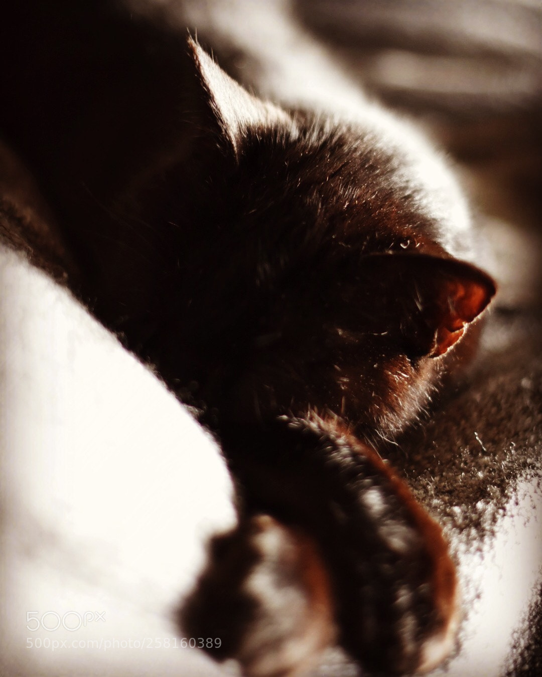Nikon D5500 sample photo. Untitled photography