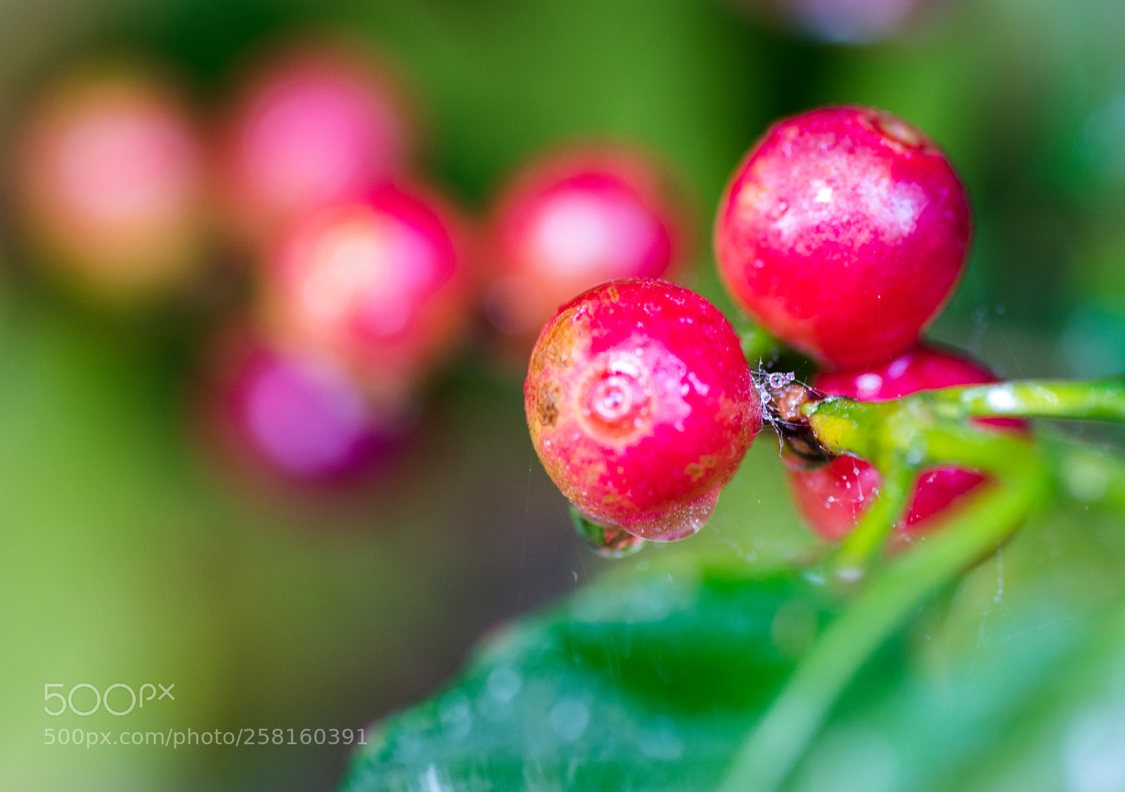 Nikon D800 sample photo. Coffee, fresh crop photography