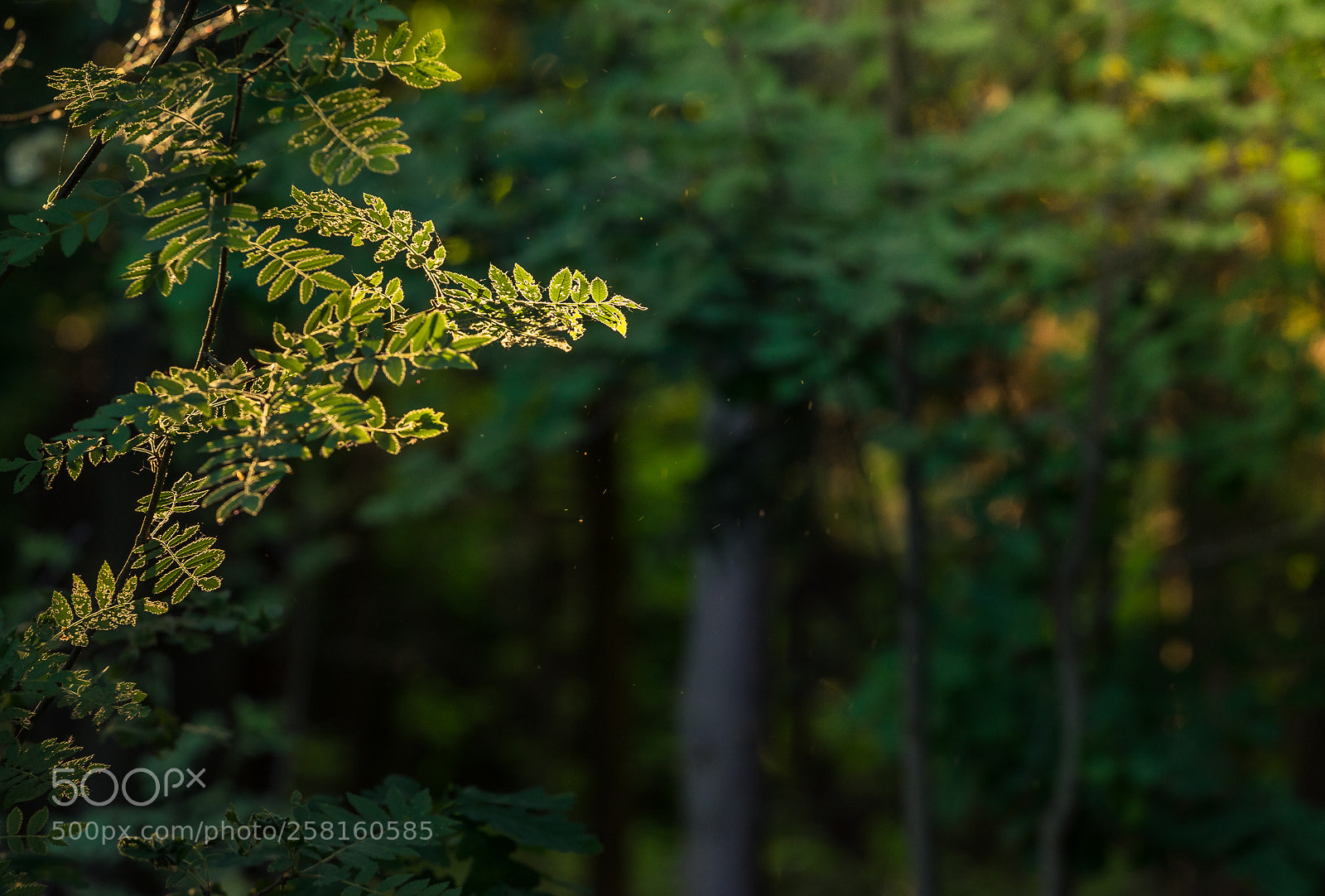 Sony a7 II sample photo. In the woods. photography