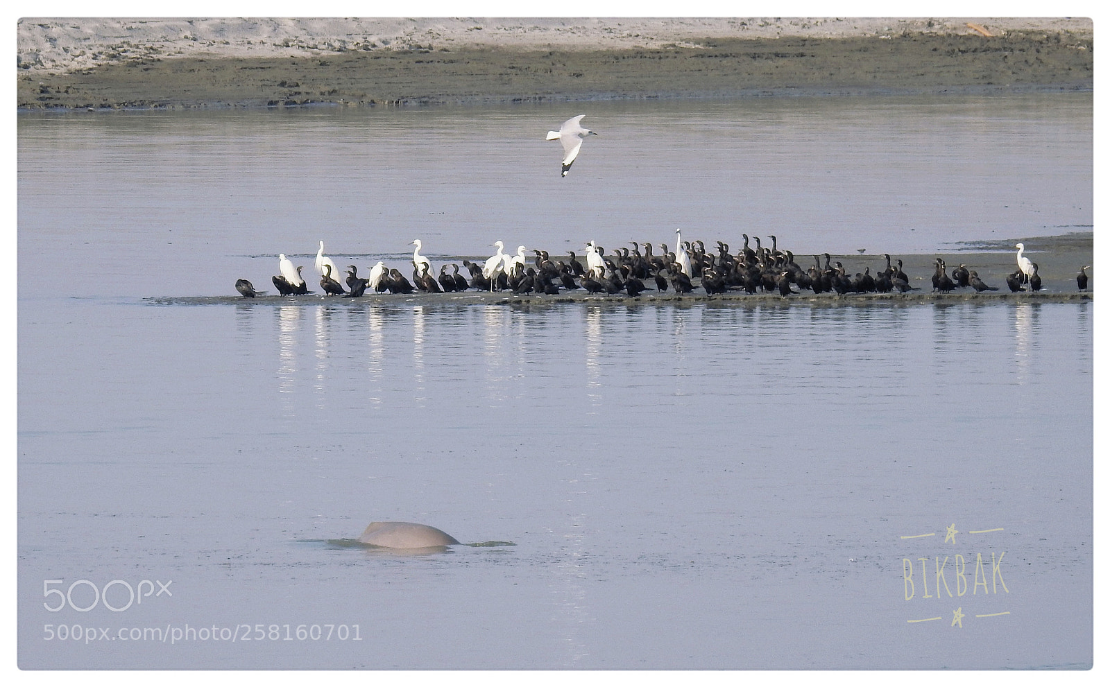 Nikon Coolpix P900 sample photo. River dolphin with aquatic photography