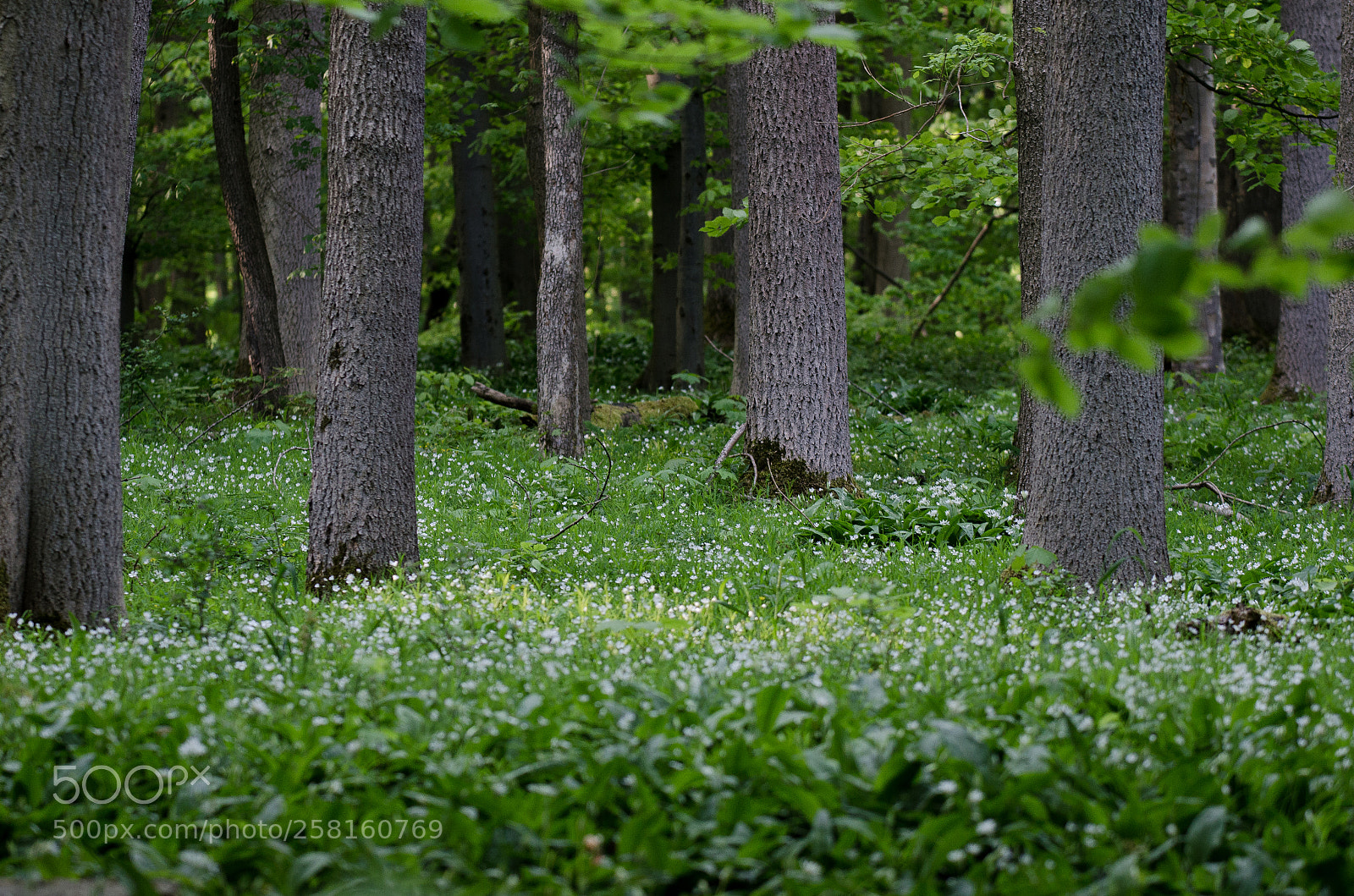 Nikon D7000 sample photo. Hainich photography