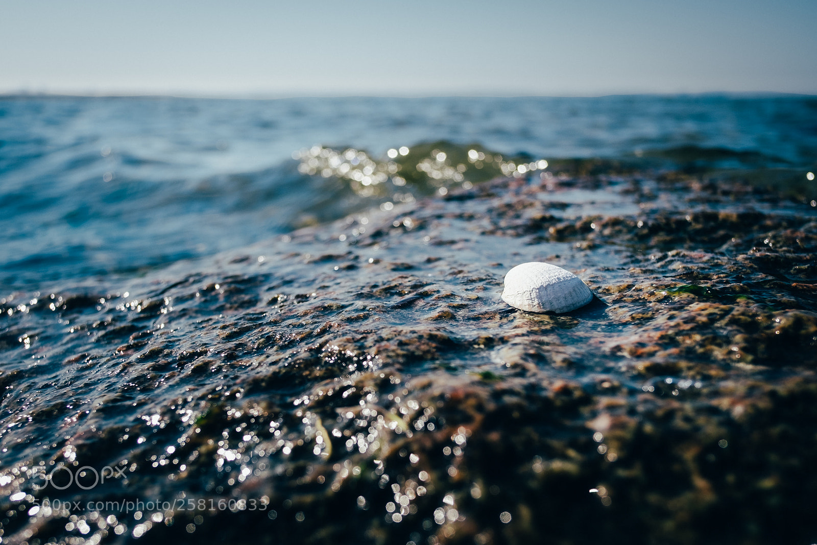 Fujifilm X-T1 sample photo. Shell photography