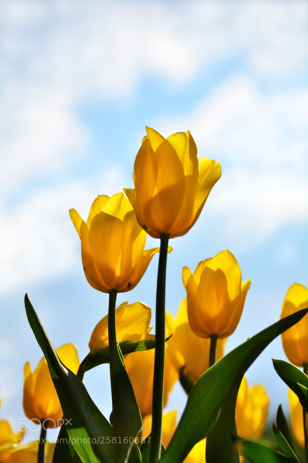 Nikon D5200 sample photo. 黄色郁金香yellow tulip-1 photography