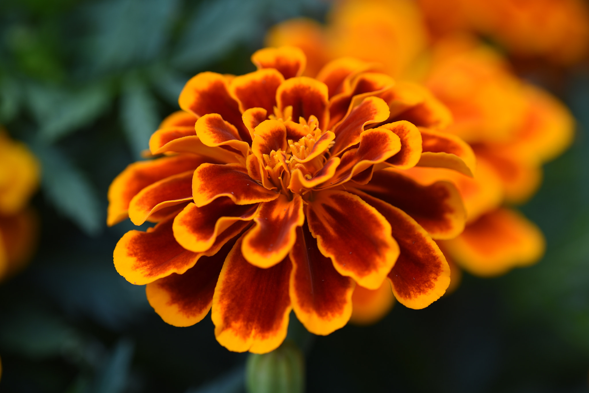 Nikon AF Micro-Nikkor 200mm F4D ED-IF sample photo. Orange color flower photography