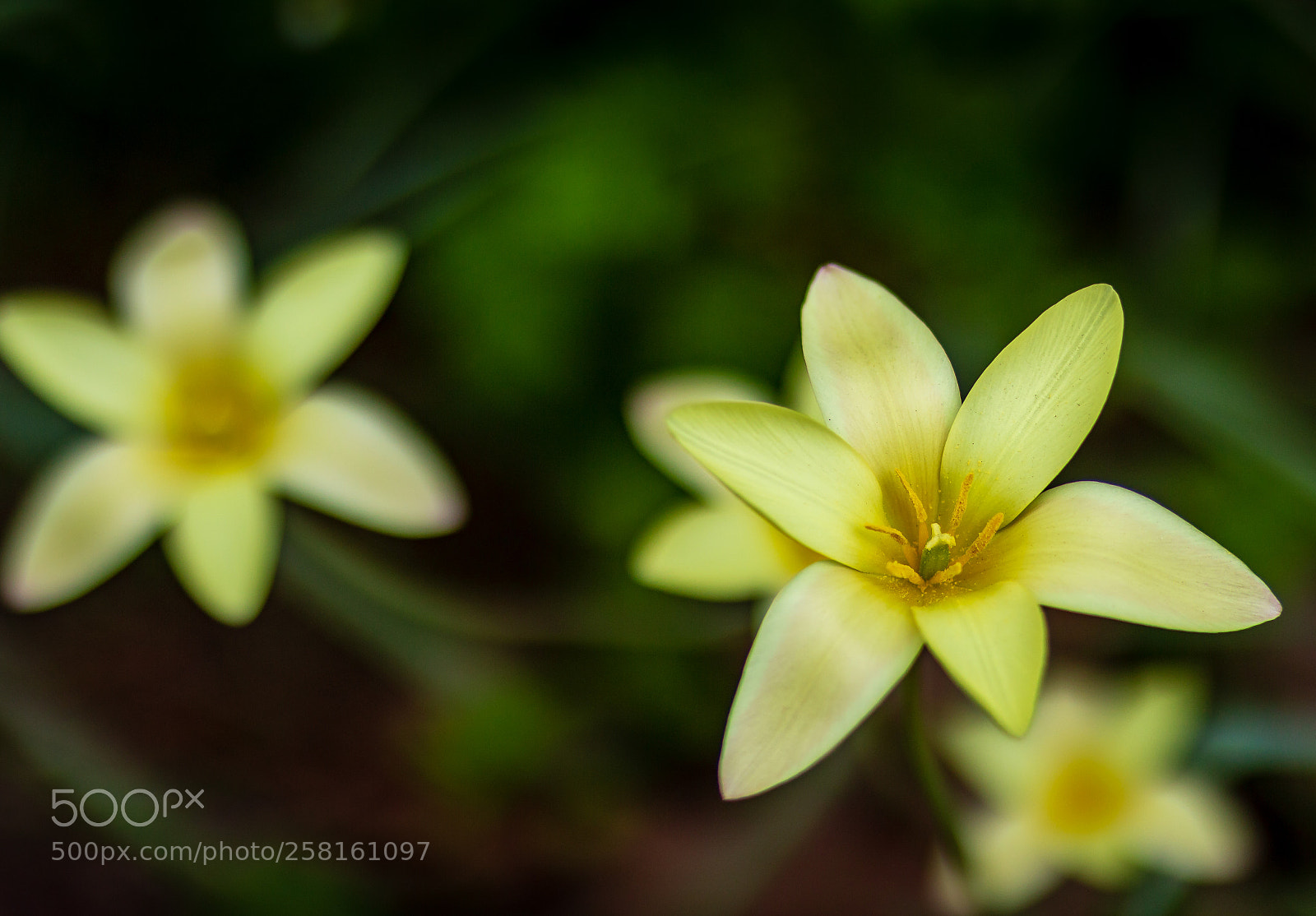 Canon EOS 700D (EOS Rebel T5i / EOS Kiss X7i) sample photo. Clusiana tulips photography