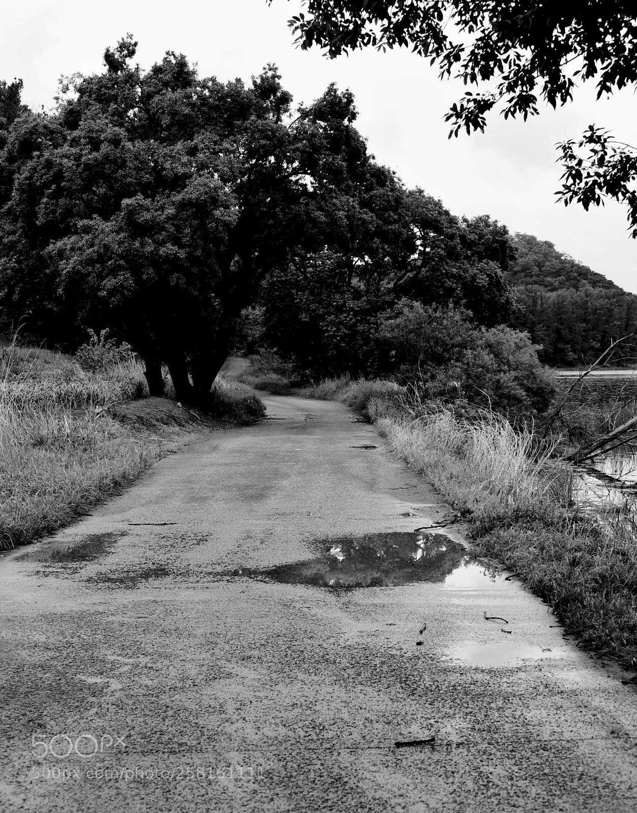 Nikon D750 sample photo. * after the rain photography