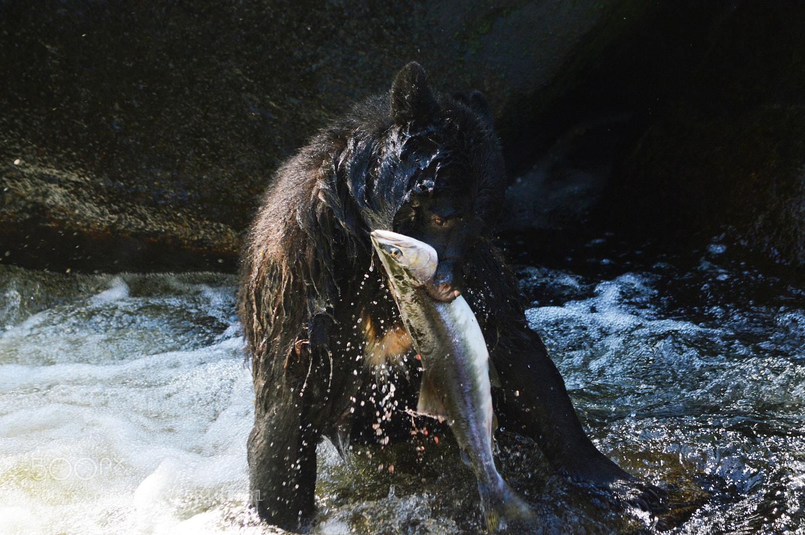 Nikon D3200 sample photo. Black bear fishing. southeast photography