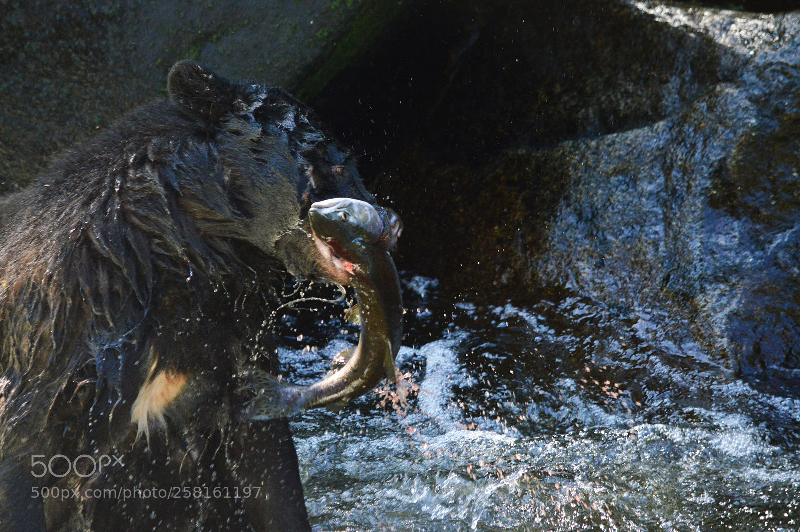 Nikon D3200 sample photo. Black bear fishing. anan photography
