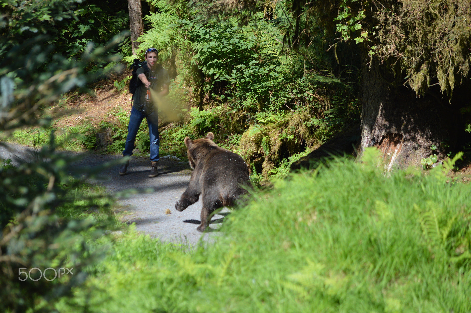 Nikon D3200 sample photo. Grizzly mom charges hiker, anan creek, alaska photography