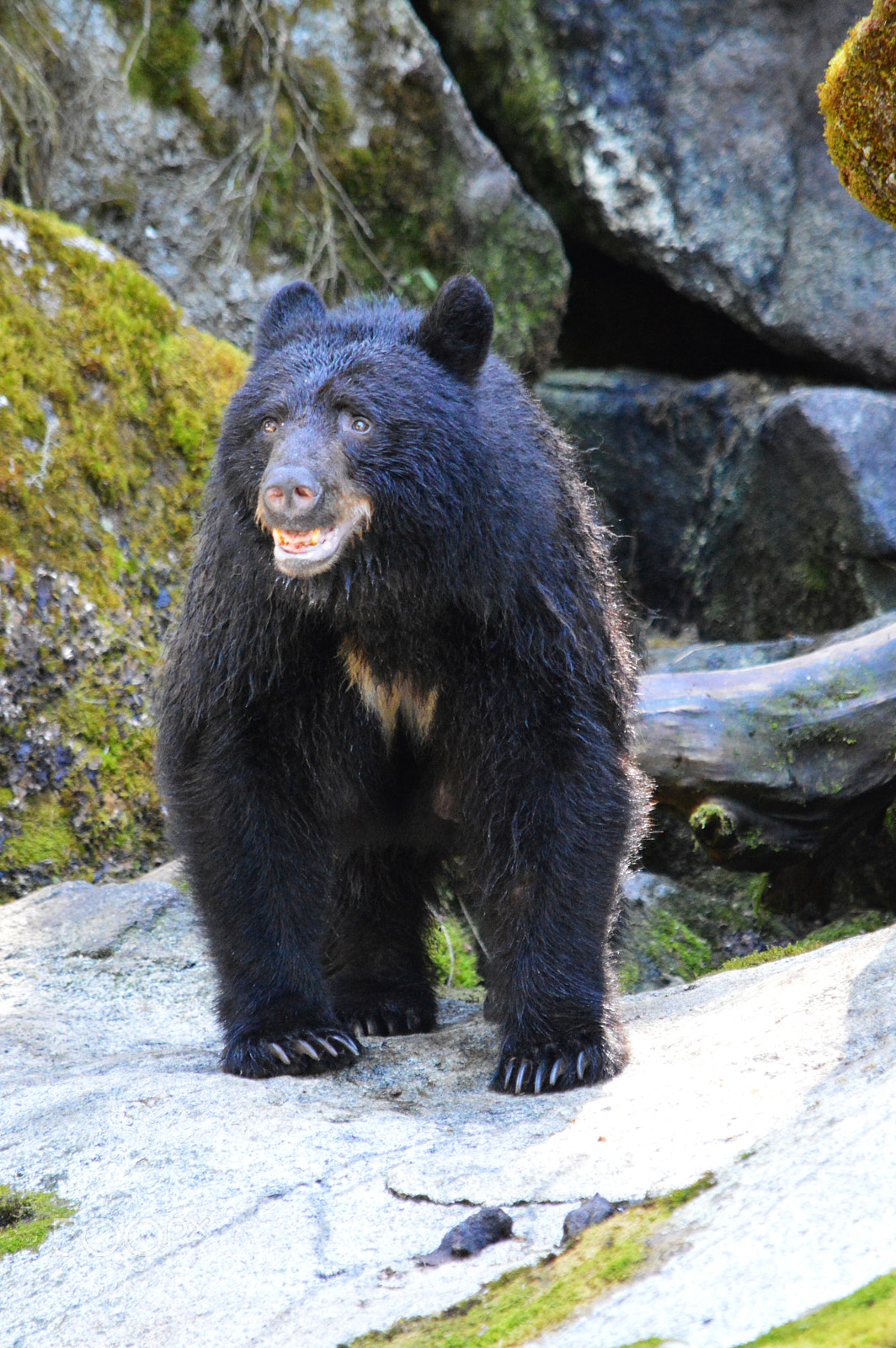 Nikon D3200 sample photo. Black bear, anan creek photography