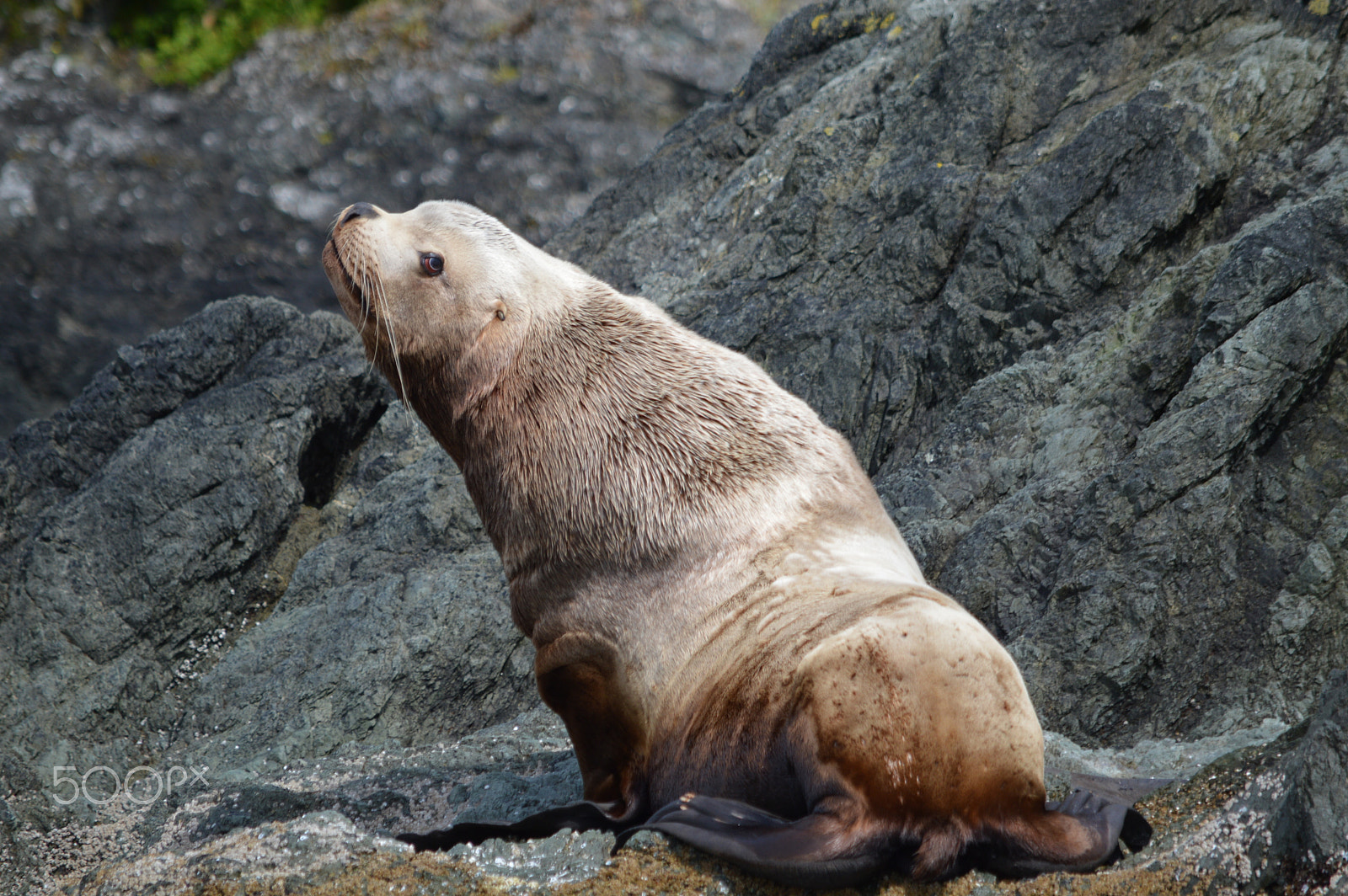 Nikon D3200 sample photo. Stellar sea lion, southeast alaska photography