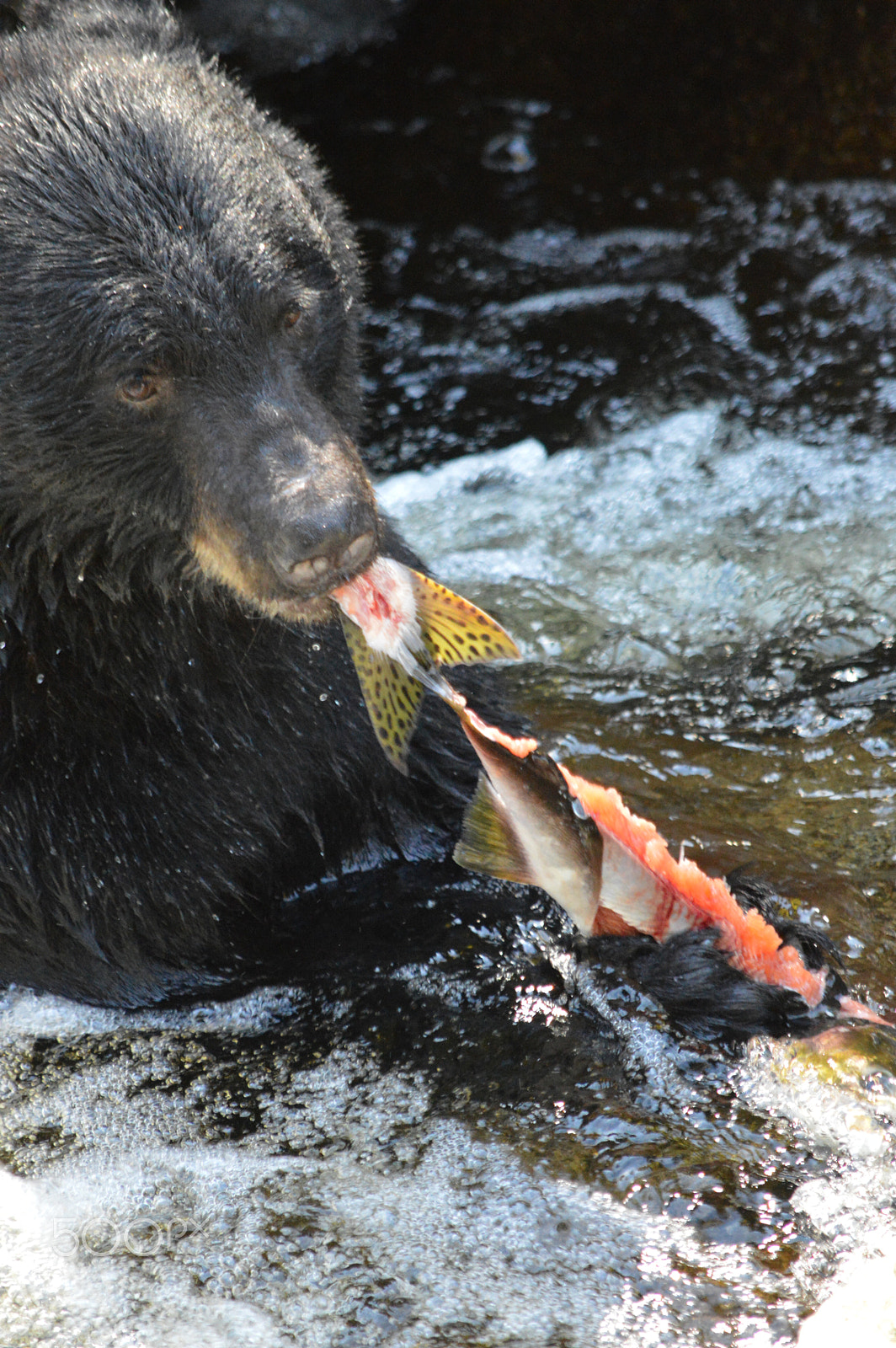 Nikon D3200 sample photo. Black bear eating salmon, anan creek, alaska photography