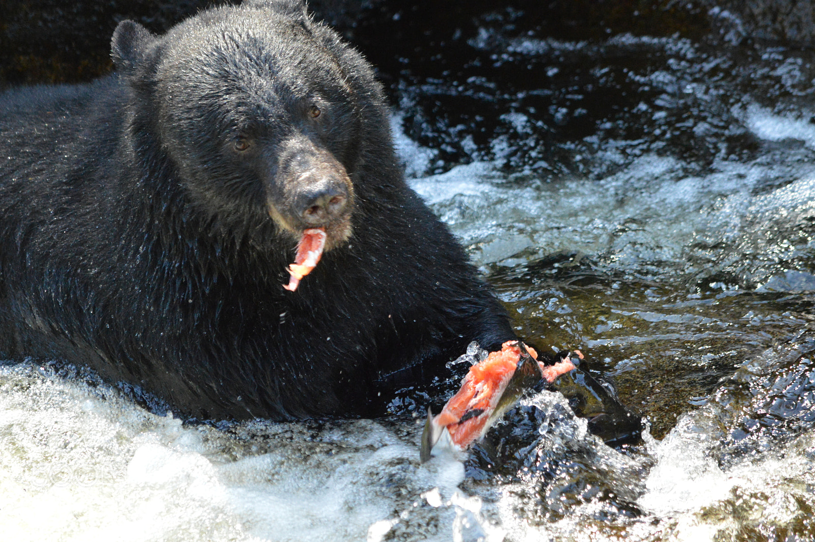 Nikon D3200 + Nikon AF-S DX Nikkor 55-300mm F4.5-5.6G ED VR sample photo. Black bear feasting on salmon, anan creek, alaska photography
