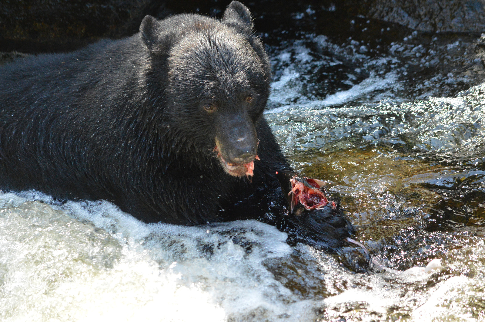 Nikon D3200 + Nikon AF-S DX Nikkor 55-300mm F4.5-5.6G ED VR sample photo. Black bear eating salmon, southeast alaska photography