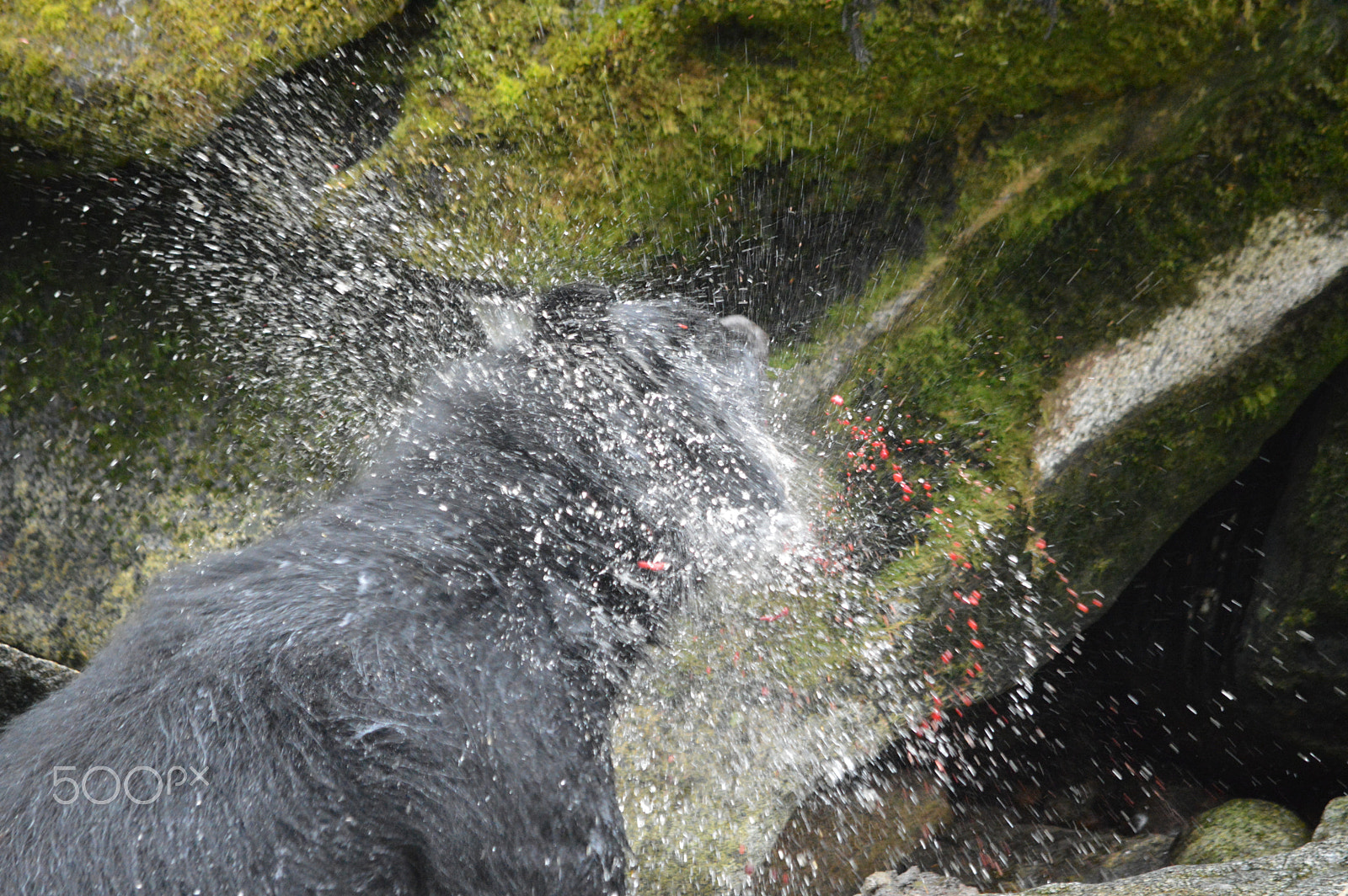 Nikon D3200 sample photo. Black bear shakes off water, blood. alaska photography