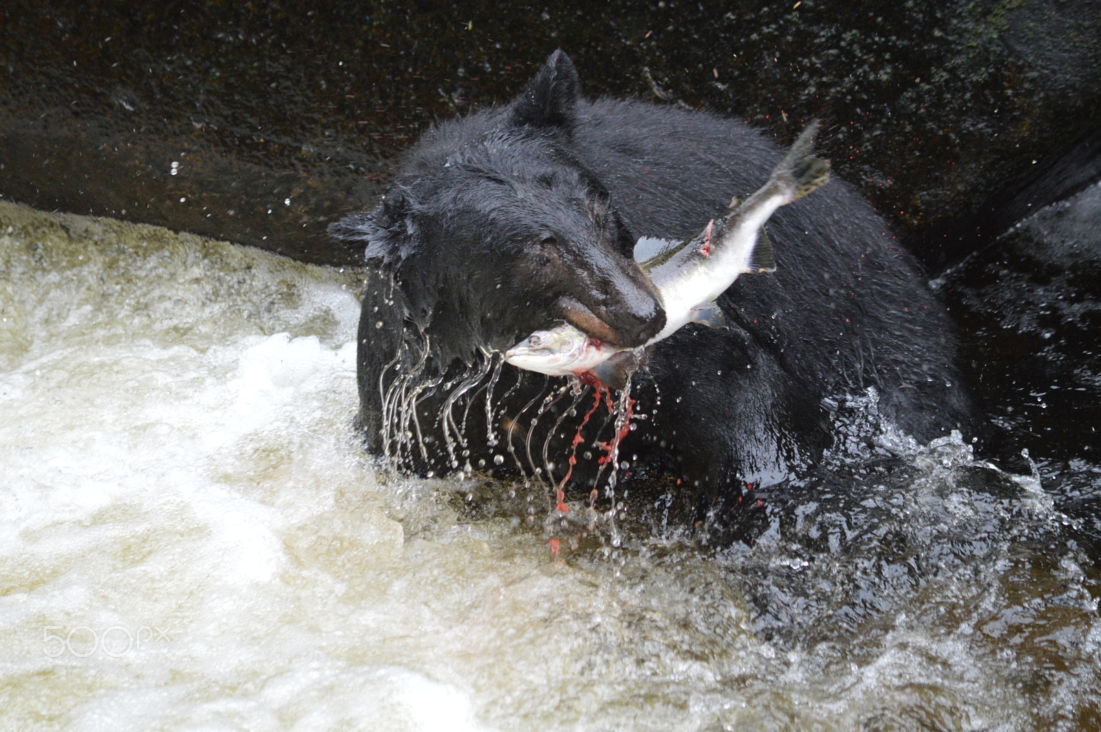 Nikon D3200 + Nikon AF-S DX Nikkor 55-300mm F4.5-5.6G ED VR sample photo. Black bear with salmon, anan creek, alaska photography