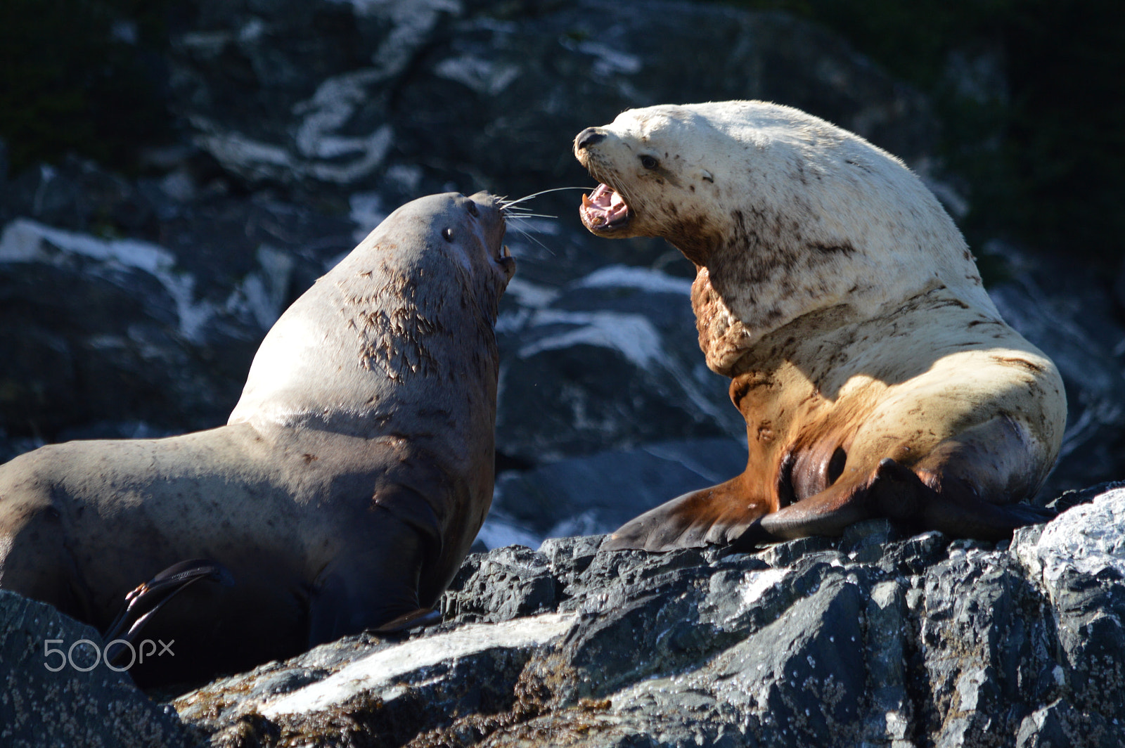 Nikon D3200 sample photo. Stellar sea lions, dominance fight. alaska photography