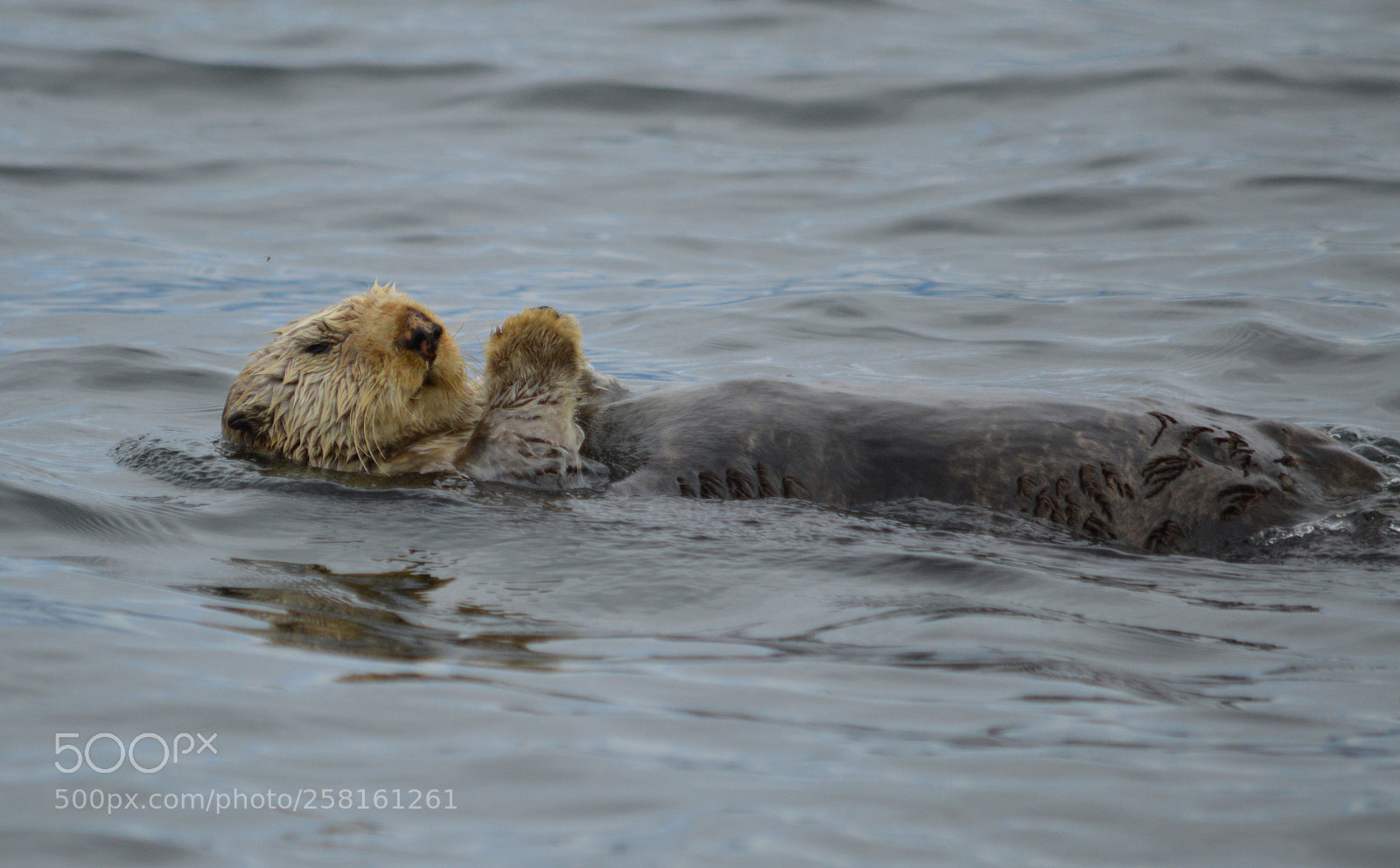 Nikon D3200 sample photo. Sea otter, southeast alaska photography