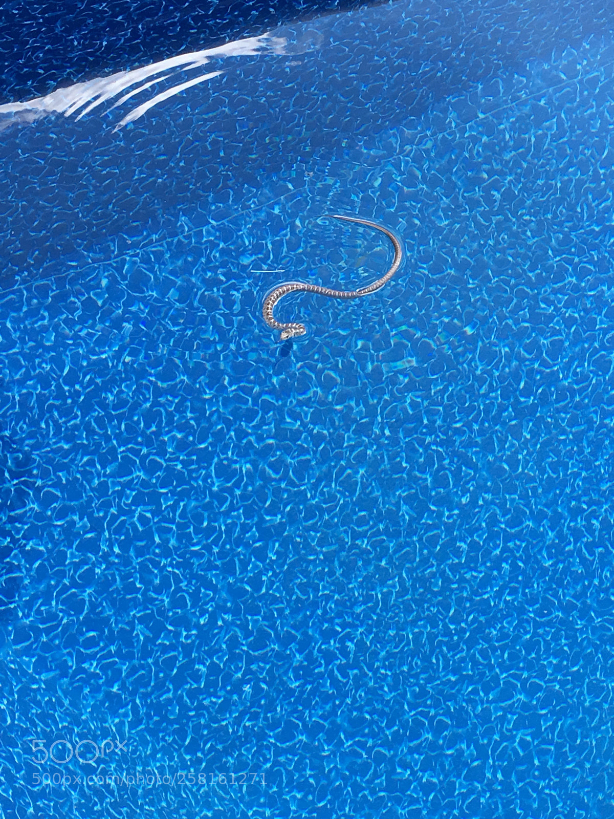 Apple iPhone SE sample photo. “water” snake photography