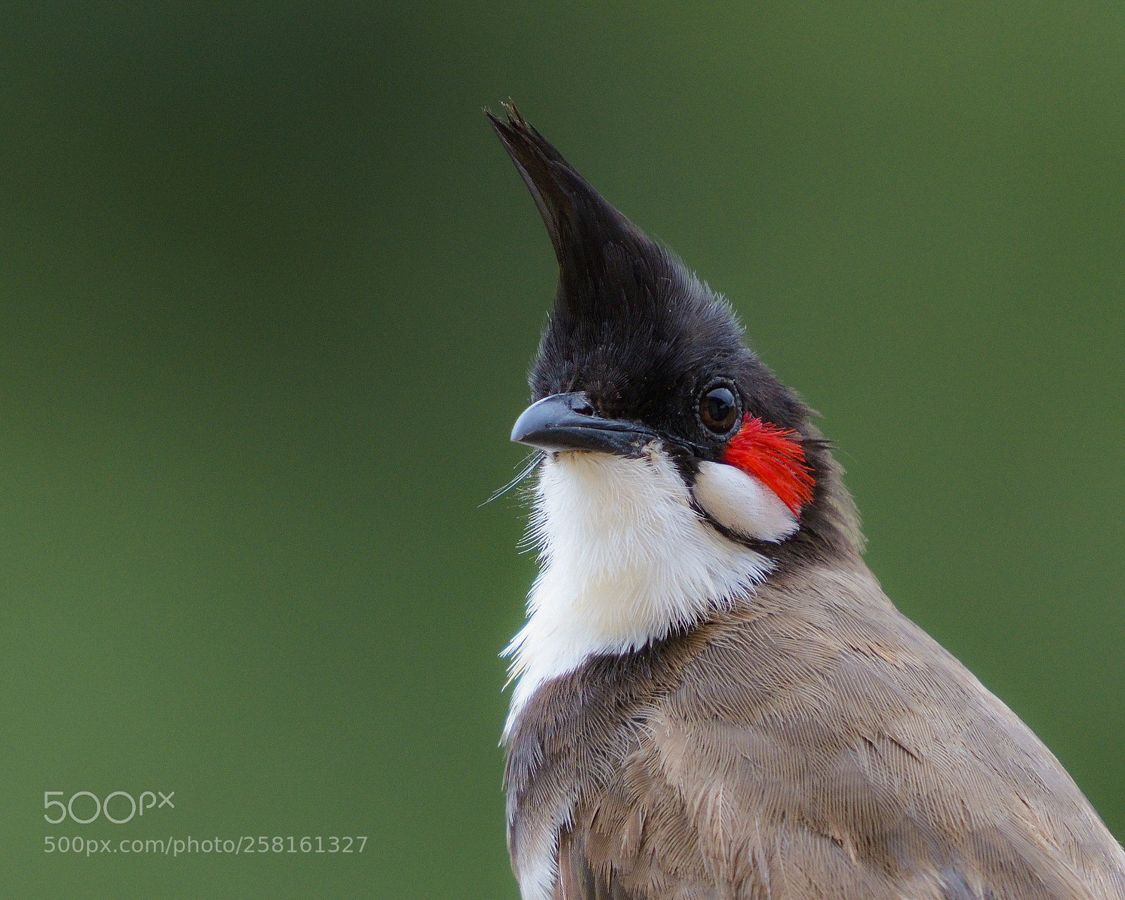 Nikon D810 sample photo. Red whiskered bulbul photography