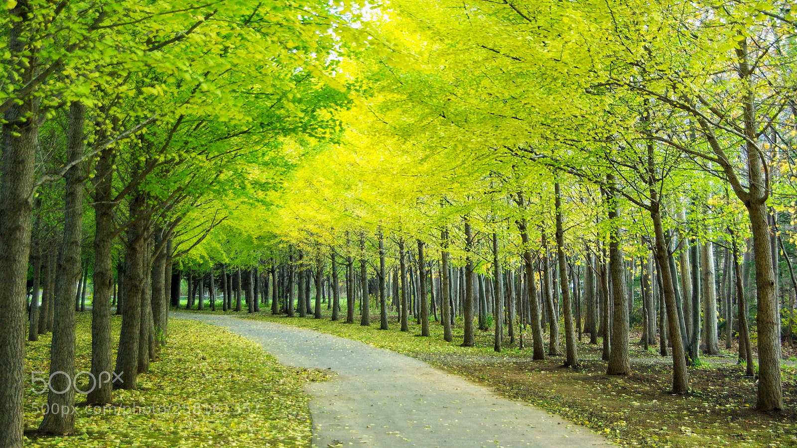 Pentax K10D sample photo. A row of ginkgo photography