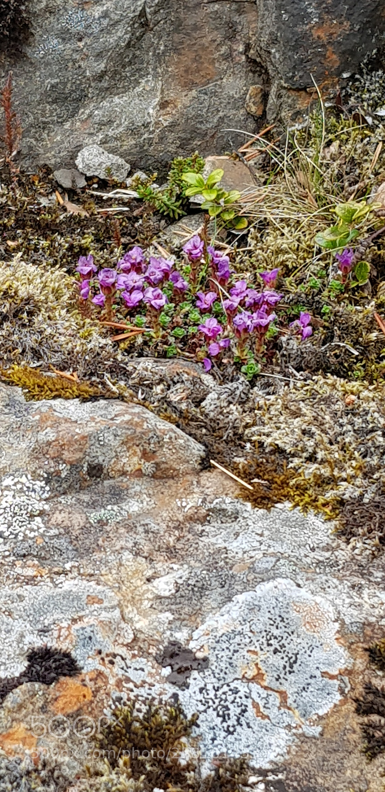 Samsung Galaxy S8 sample photo. Wildflowers photography