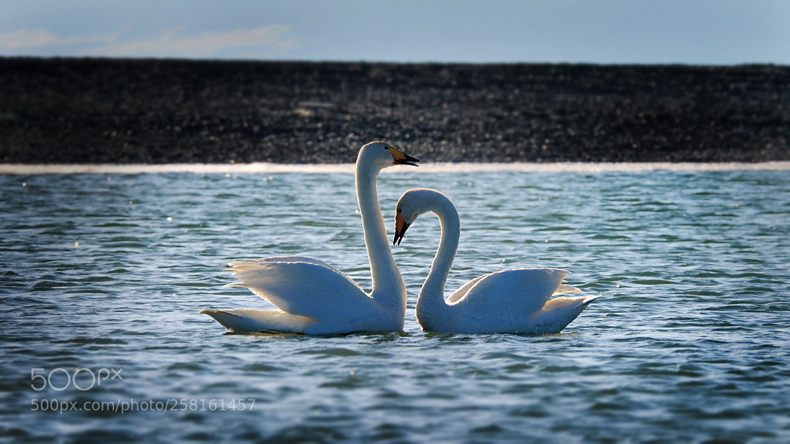 Nikon D4 sample photo. 窃窃私语 photography