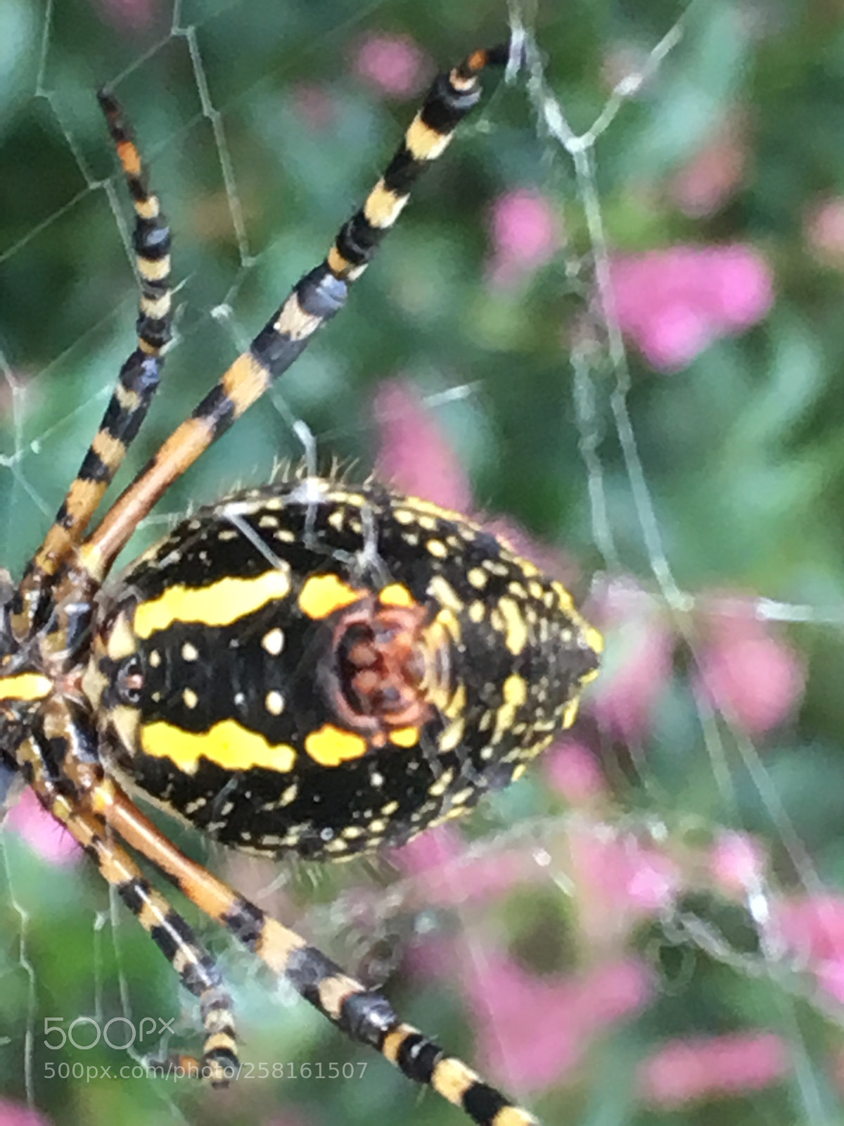 Apple iPhone SE sample photo. Garden orb spider photography