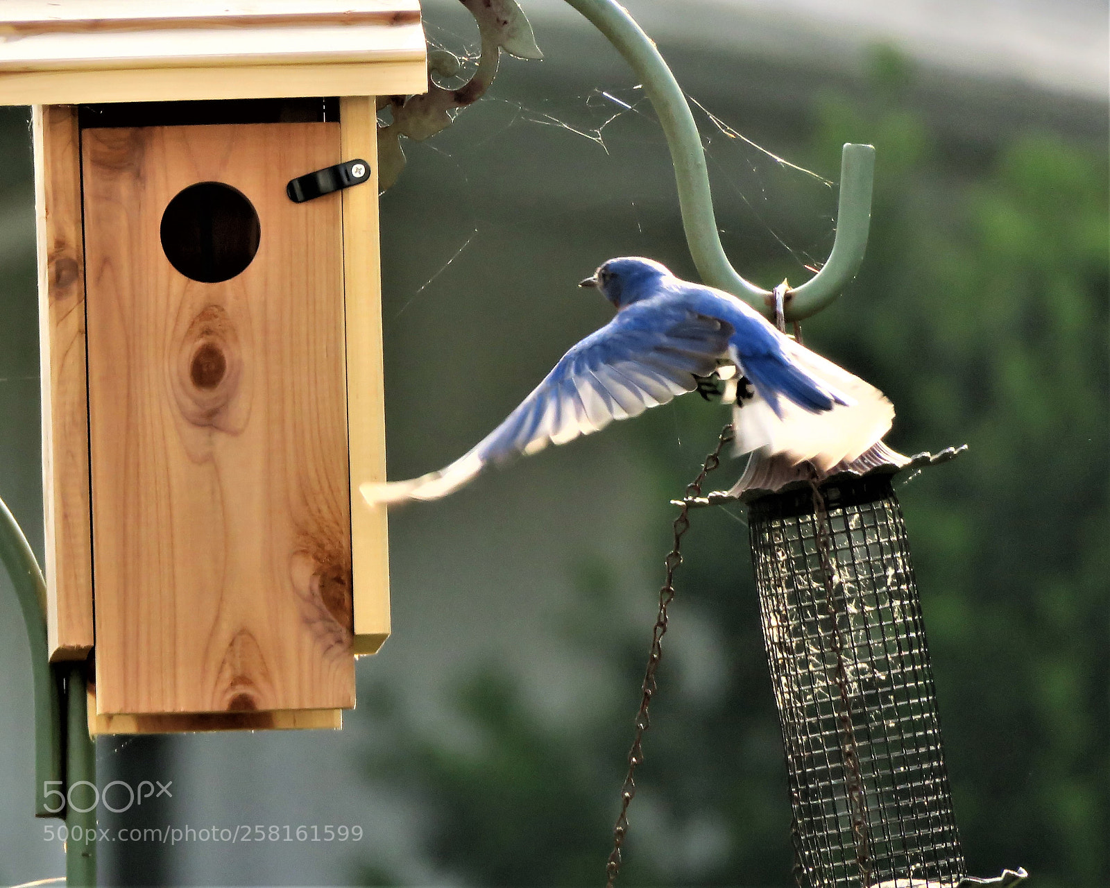 Canon PowerShot G3 X sample photo. Backlit bluebird photography