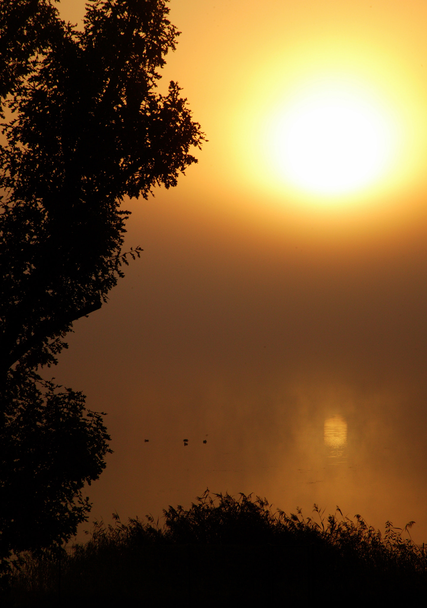 Canon EOS-1Ds sample photo. Lake harku photography