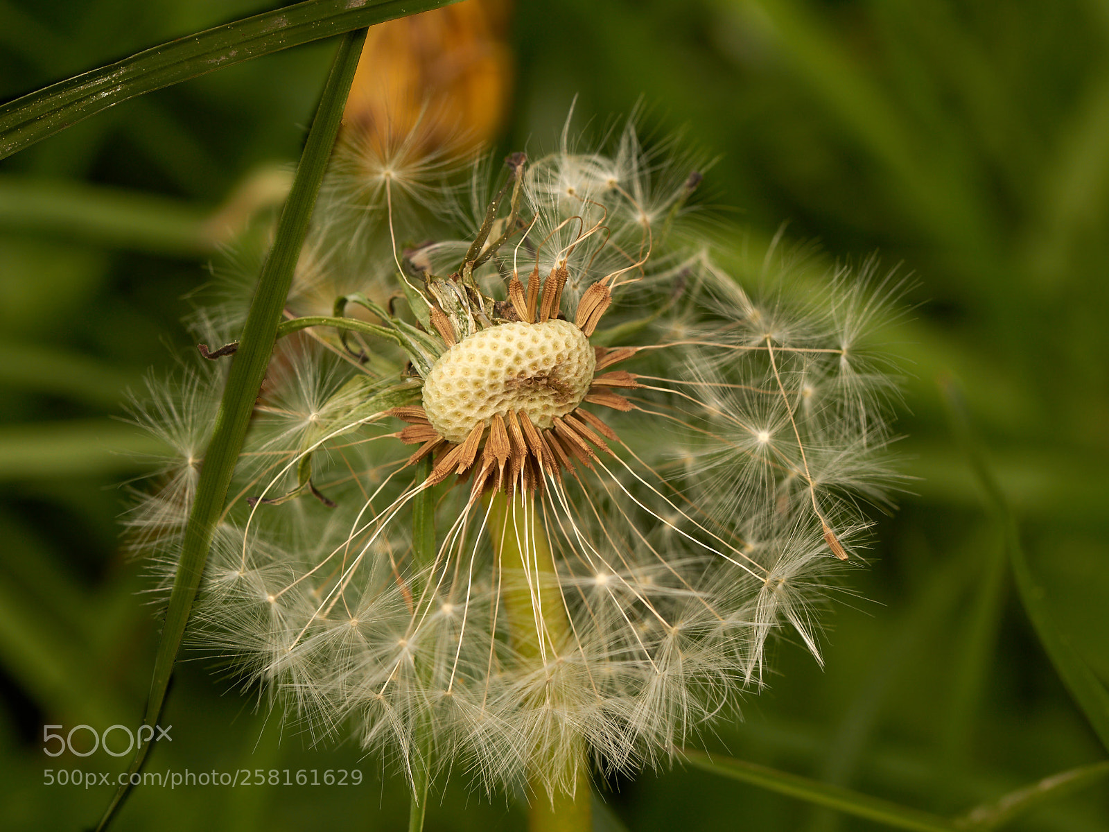 Sony SLT-A65 (SLT-A65V) sample photo. Dandelion -1 photography