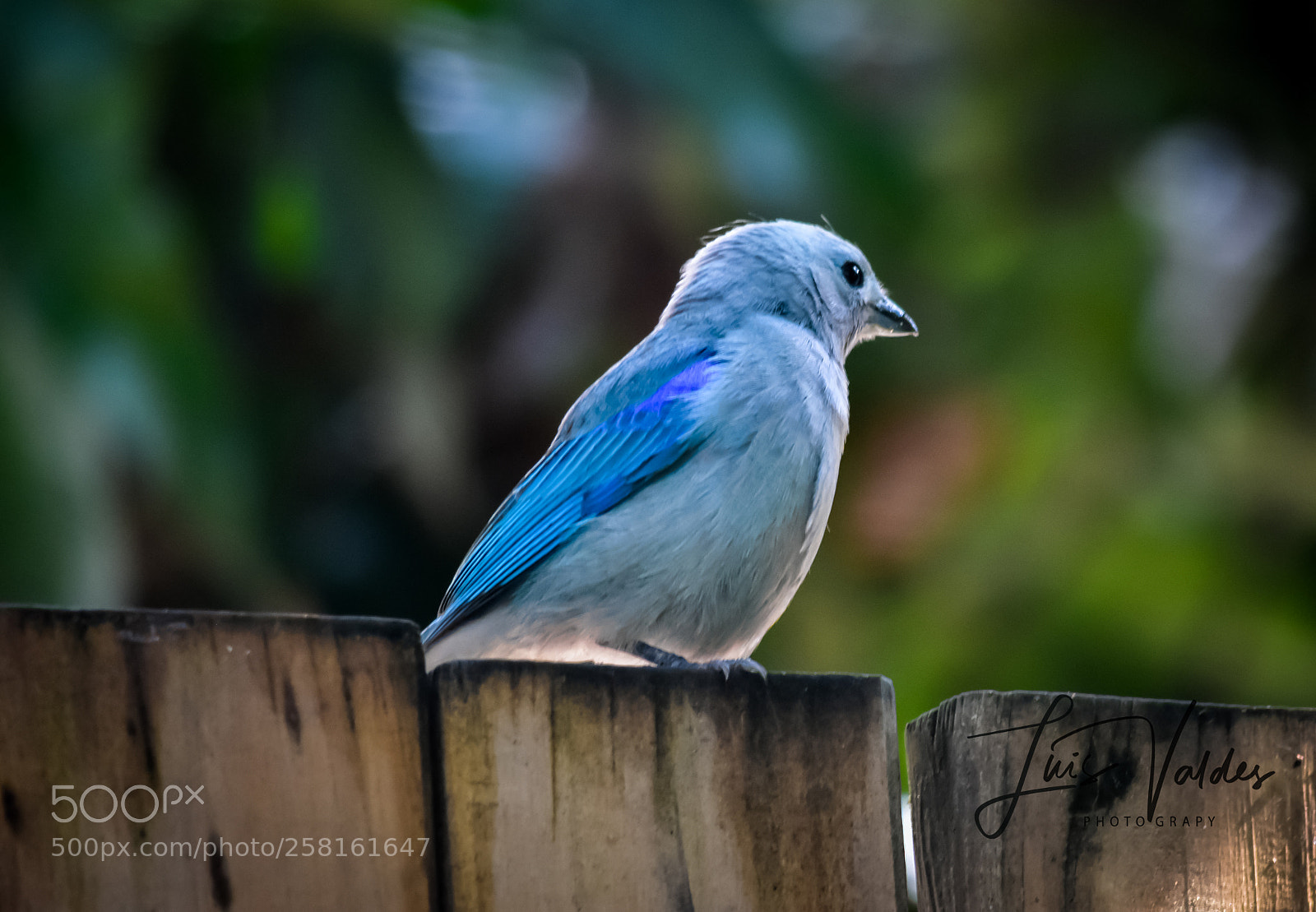 Nikon D7200 sample photo. Blue photography