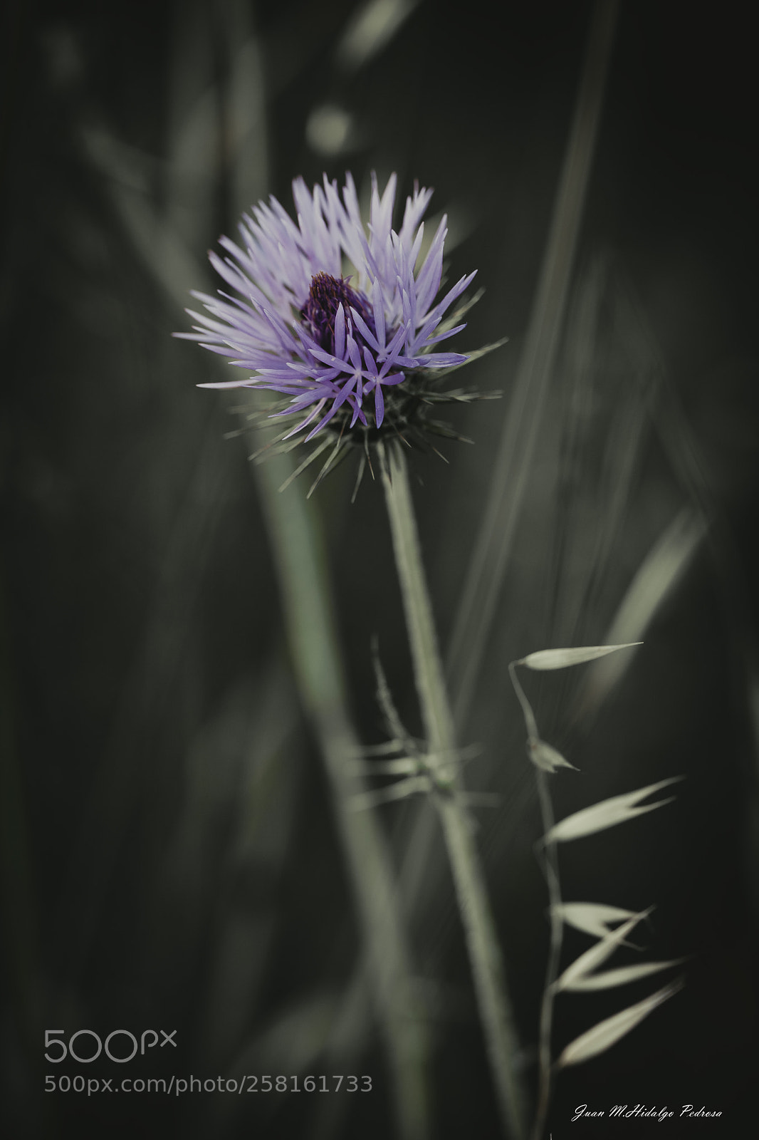Canon EOS-1Ds Mark III sample photo. Untitled photography