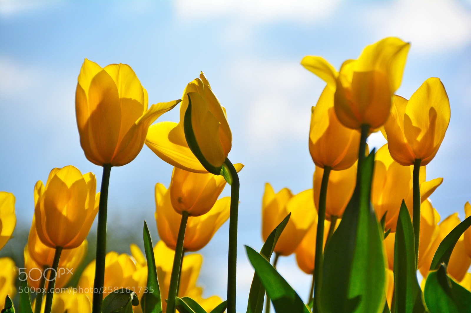Nikon D5200 sample photo. 黄色郁金香yellow tulip-2 photography