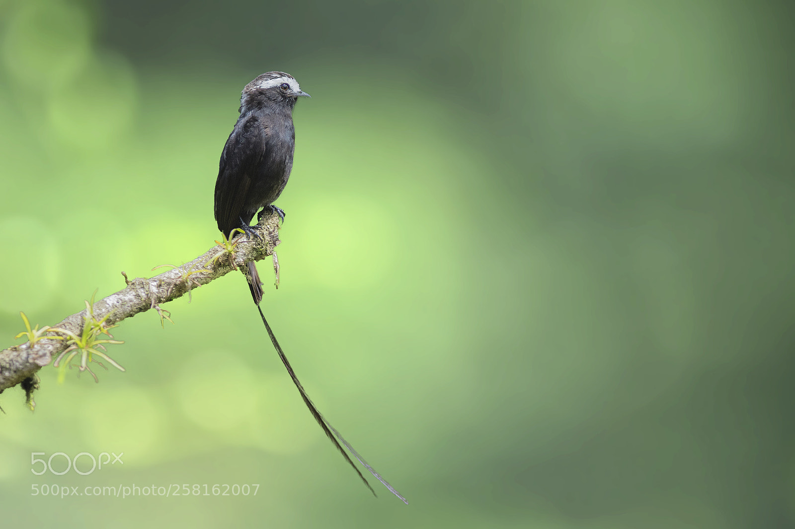 Nikon D500 sample photo. Long tailed tyrant photography