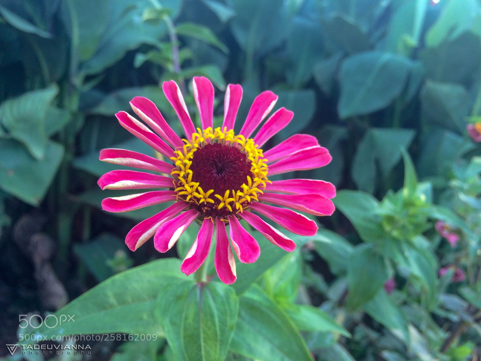 Apple iPhone 5s sample photo. Img_0629-2.jpg photography