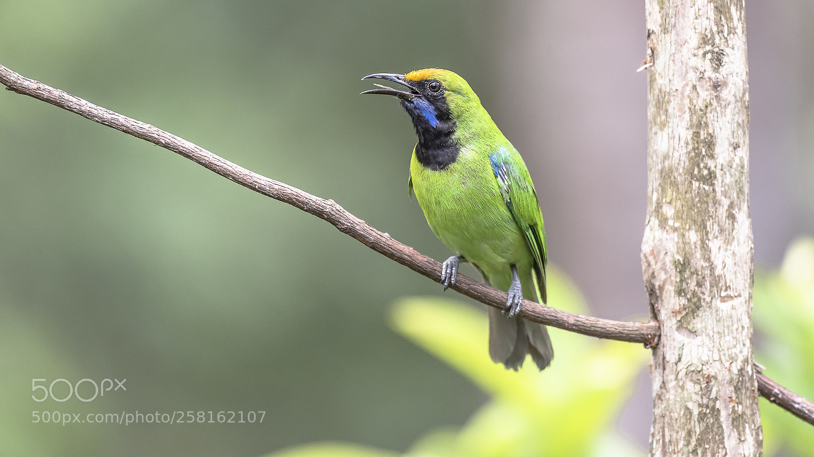 Nikon D750 sample photo. Green leaf bird photography