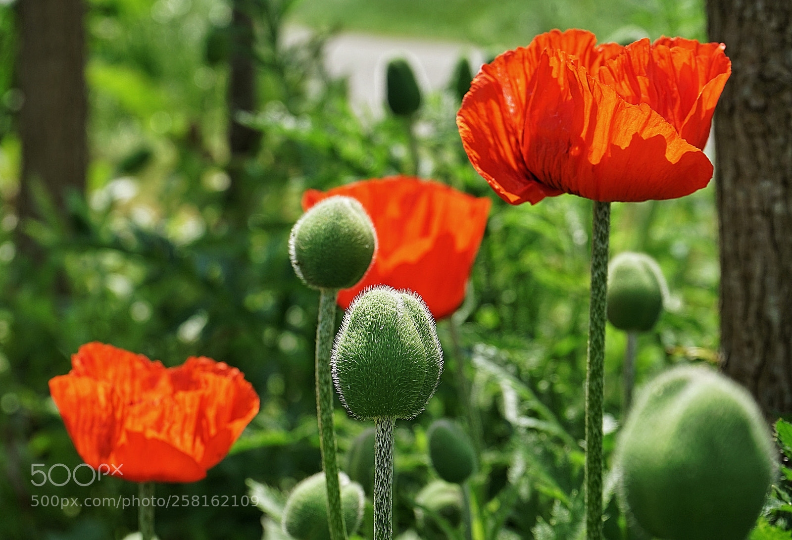 Sony a7 II sample photo. Mk photography
