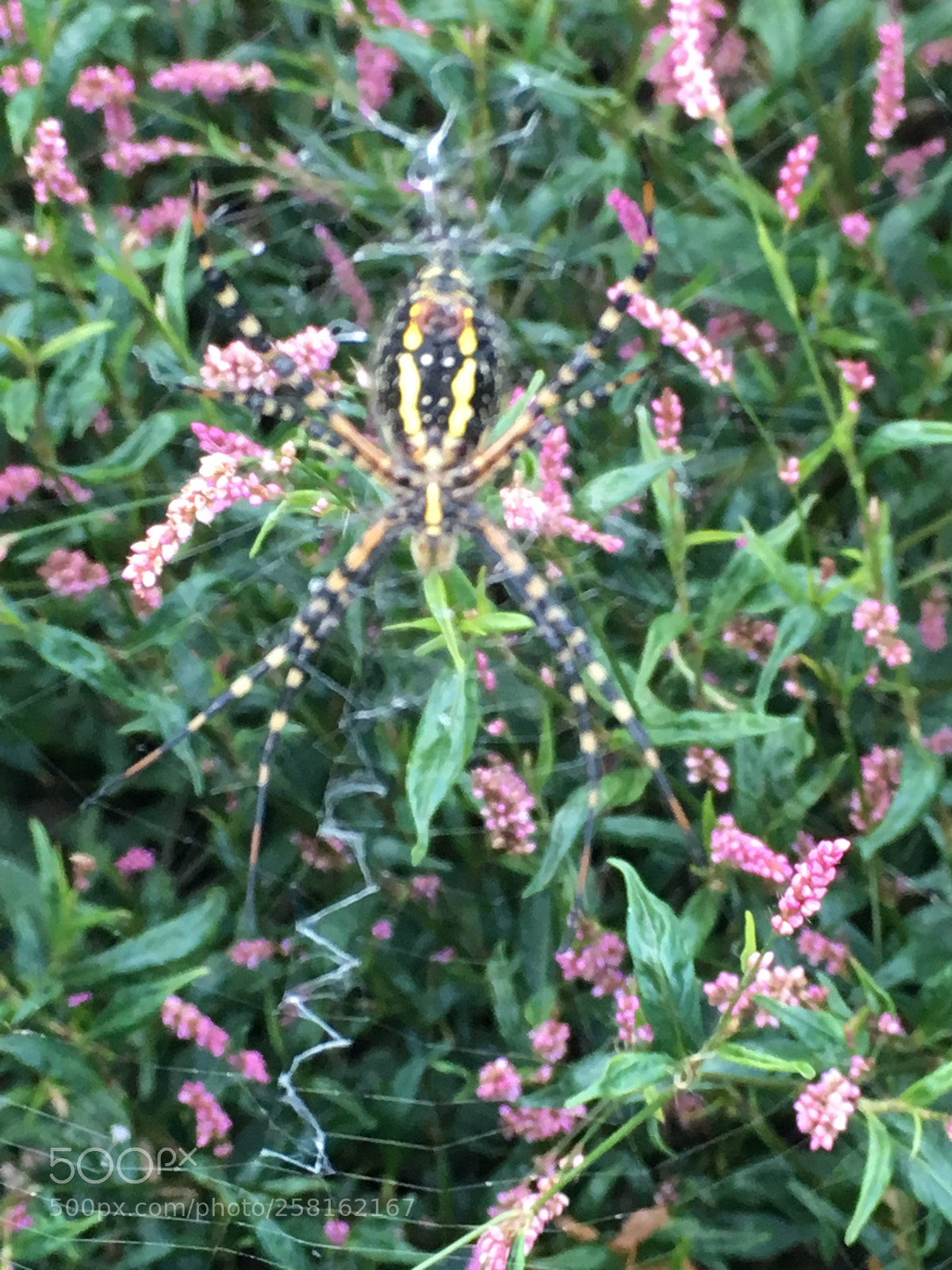 Apple iPhone SE sample photo. Garden orb spider photography