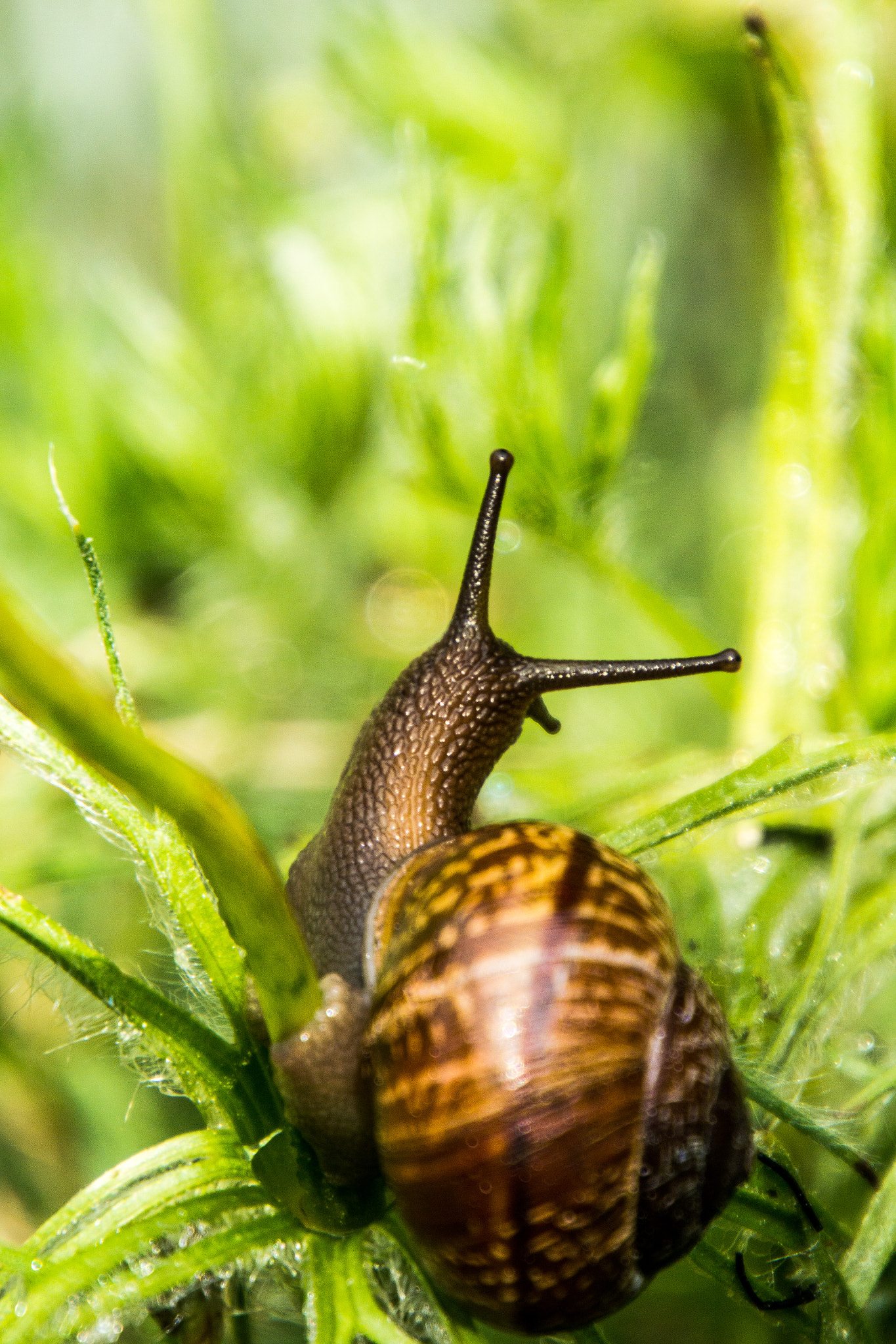 Nikon 1 J3 sample photo. Snail 16.5.2018 photography