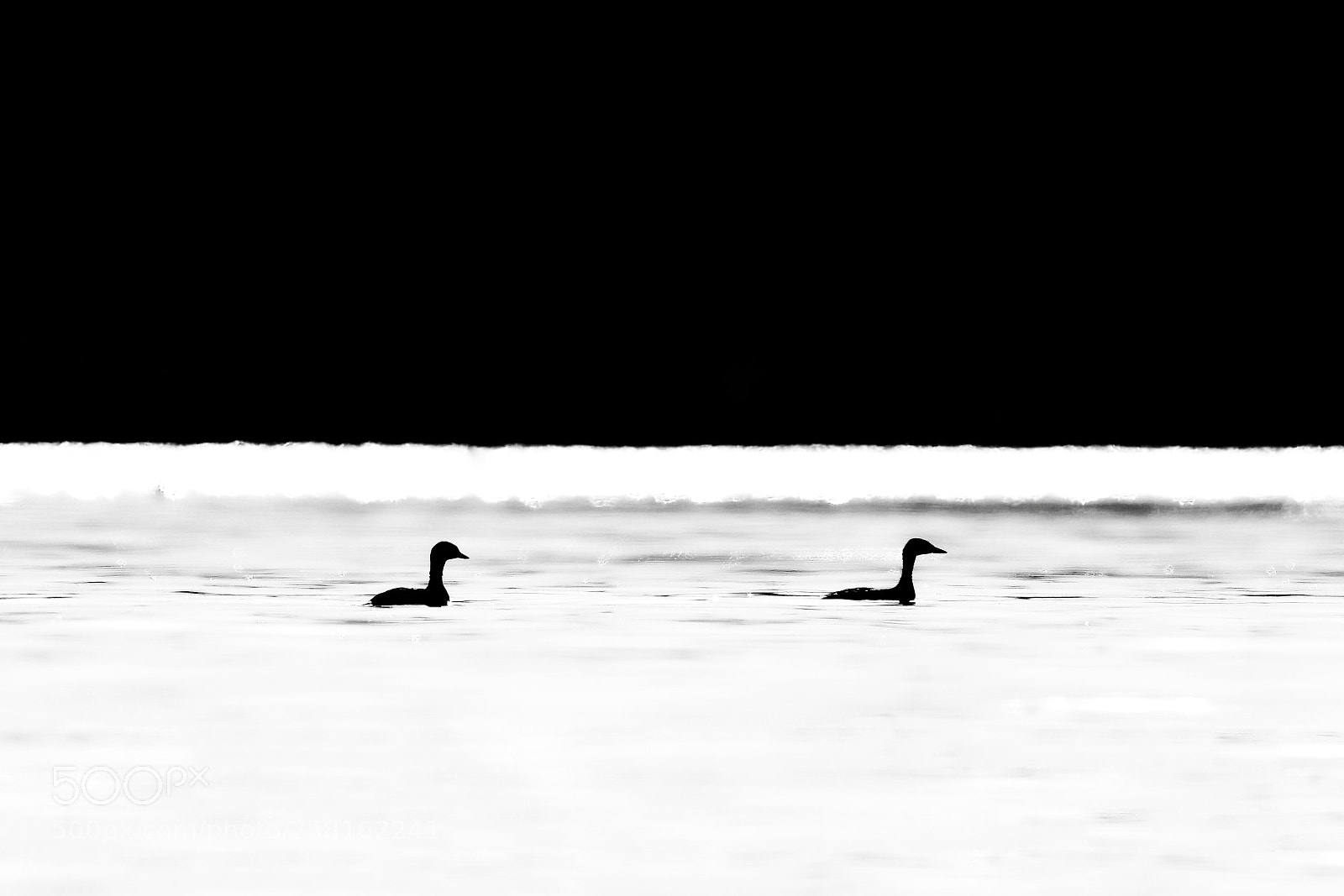 Nikon D500 sample photo. Black and white photography