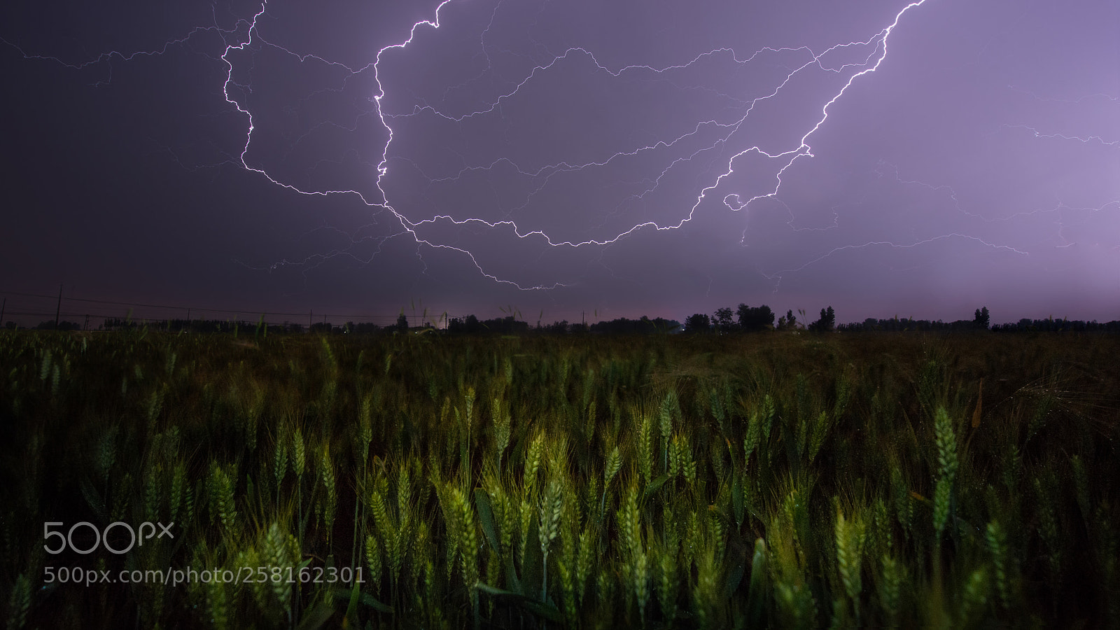 Nikon D800 sample photo. The lighting above wheat photography