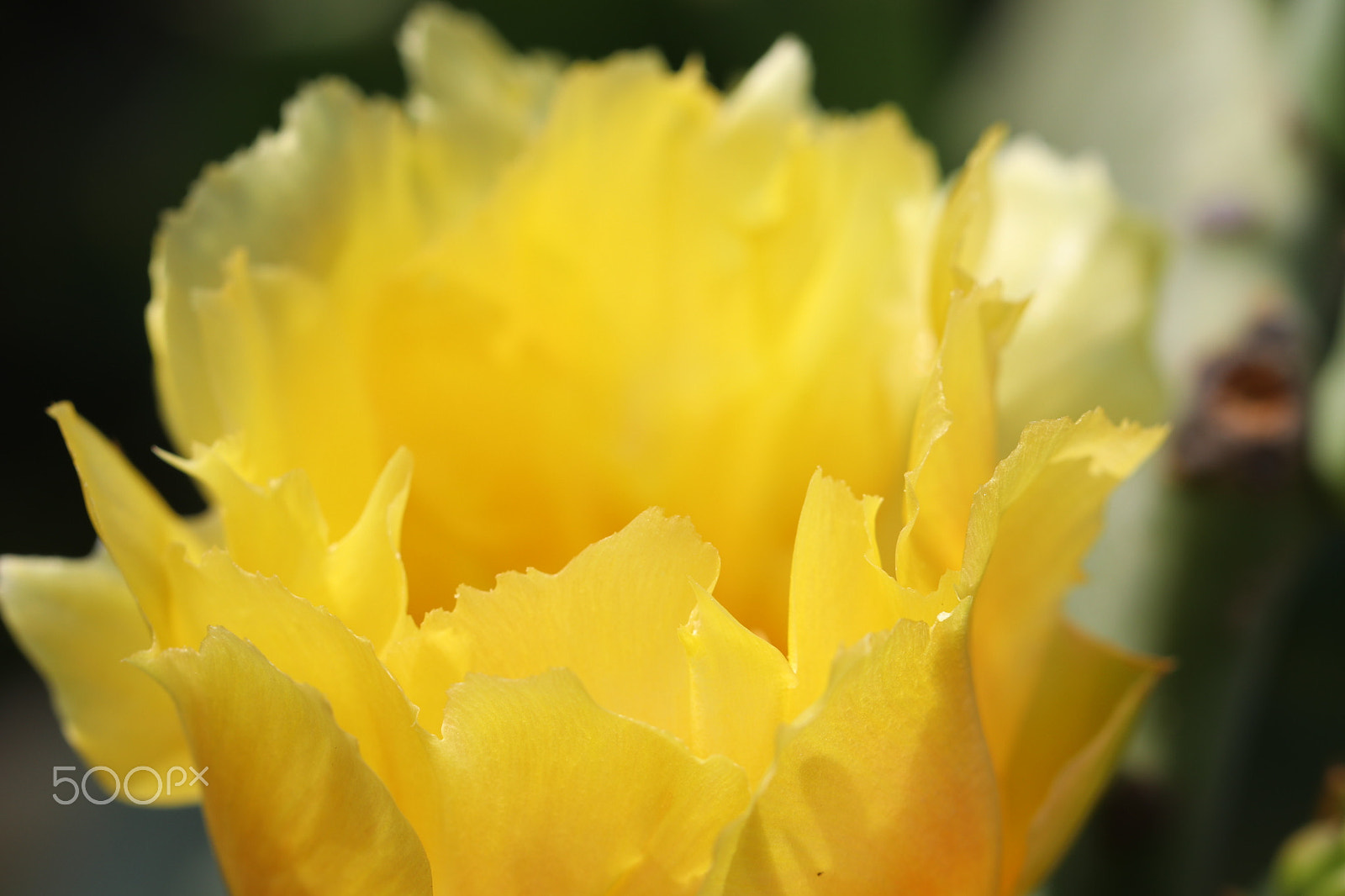 Canon EF 100mm F2.8L Macro IS USM sample photo. Texas prickly pear cactus photography